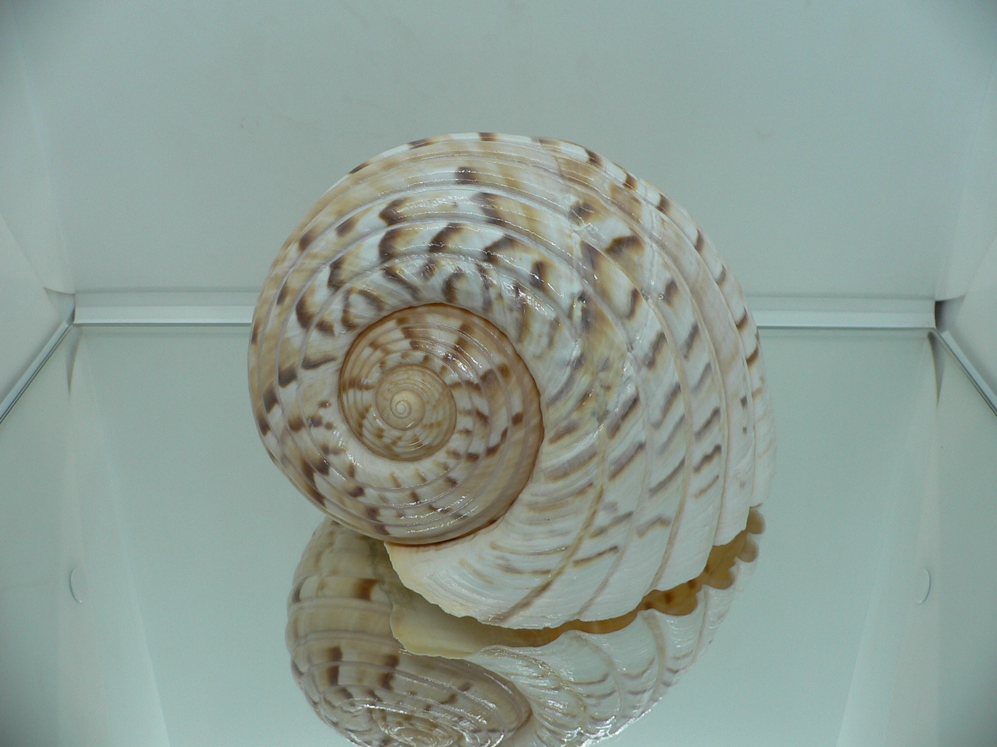 Tonna luteostoma UNUSUAL & BIG