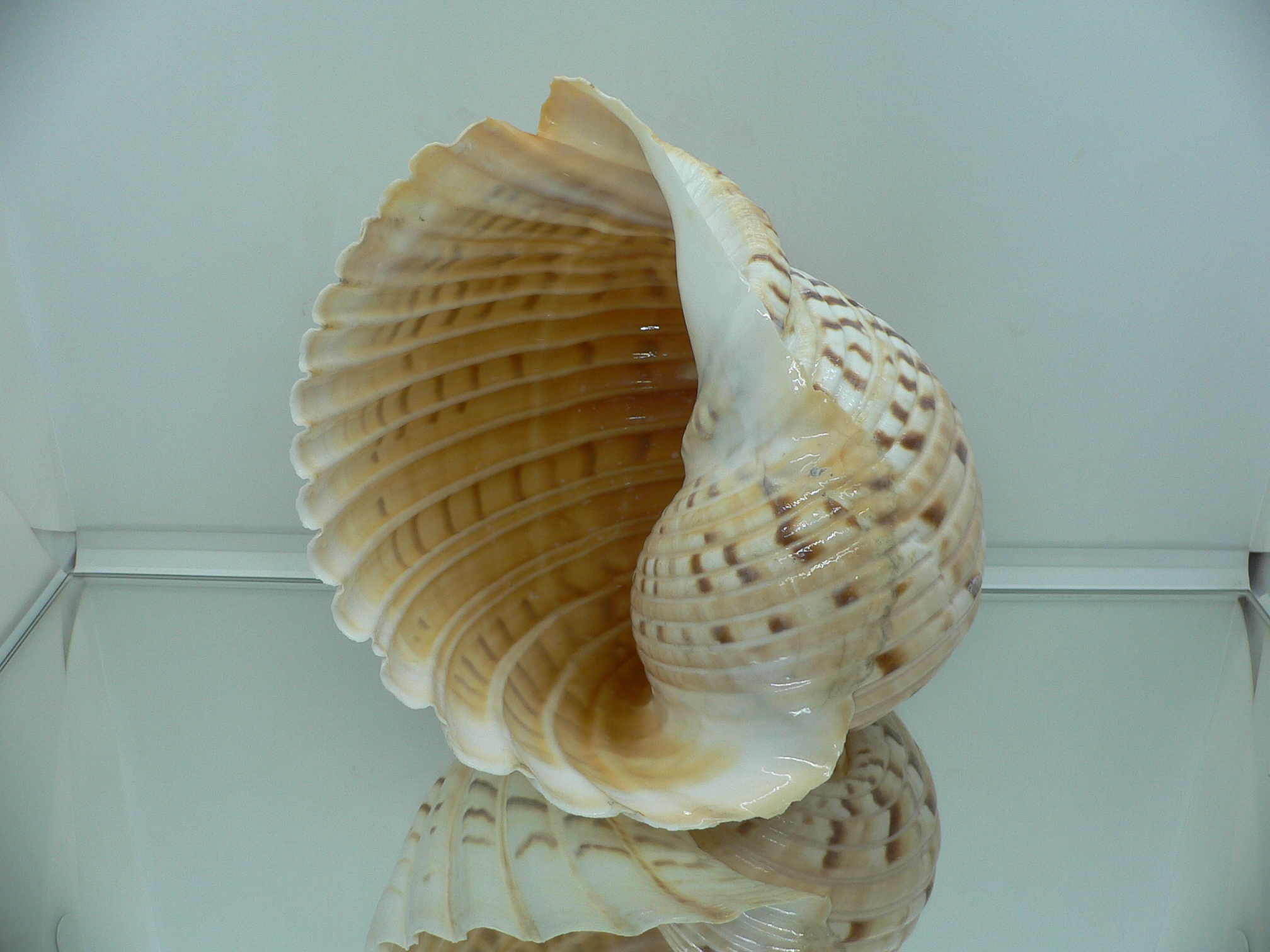 Tonna luteostoma UNUSUAL & BIG
