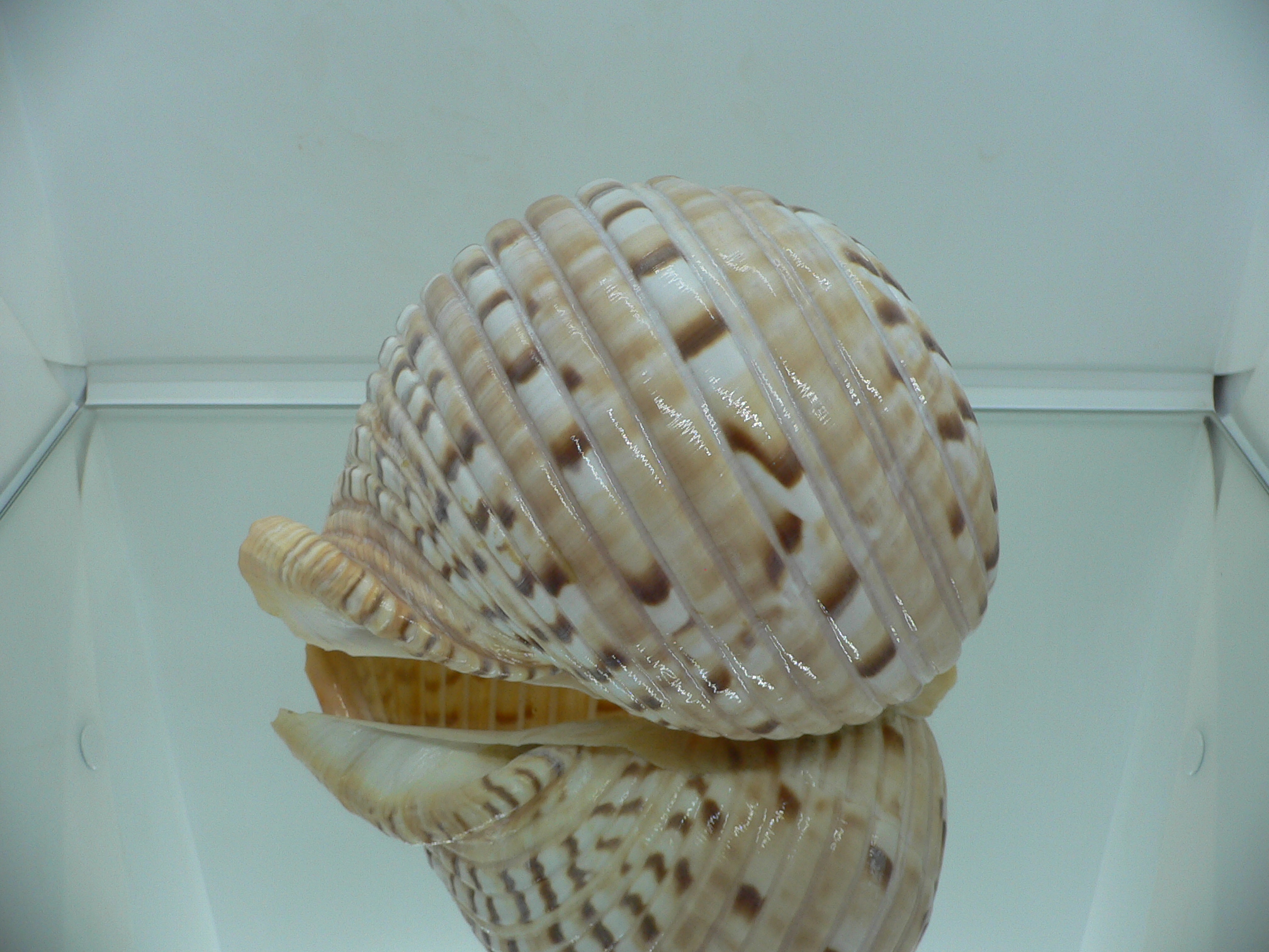Tonna luteostoma UNUSUAL & BIG