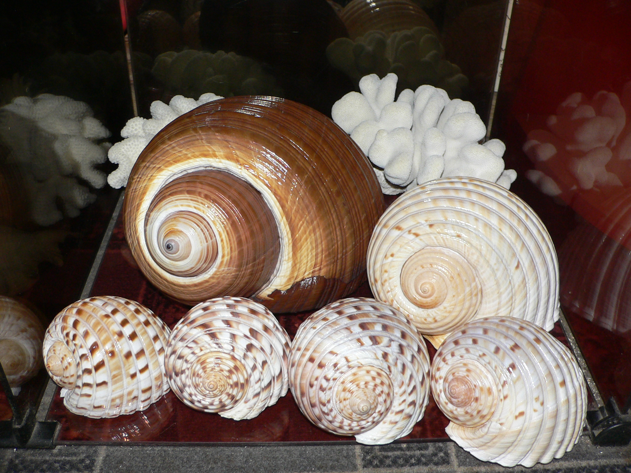 Tonna luteostoma UNUSUAL & BIG