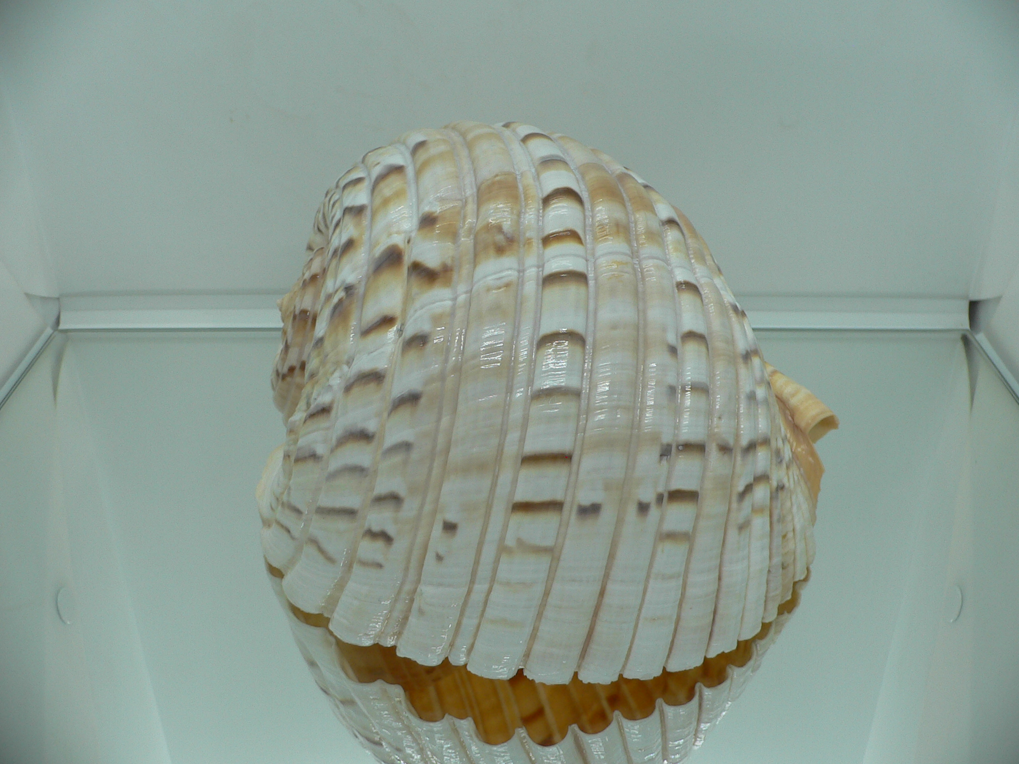 Tonna luteostoma UNUSUAL & BIG