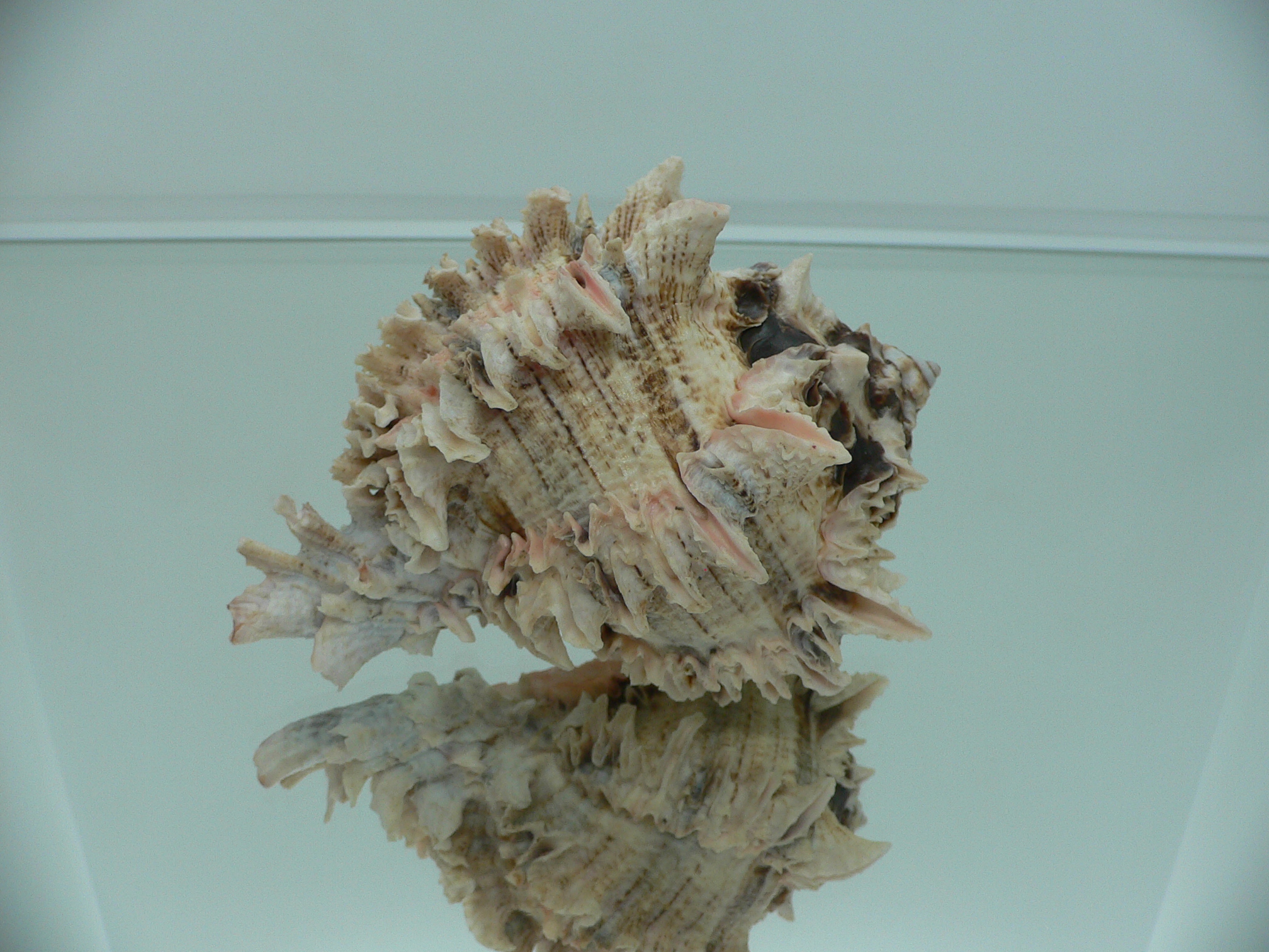 Hexaplex regius ARISTOCRAT