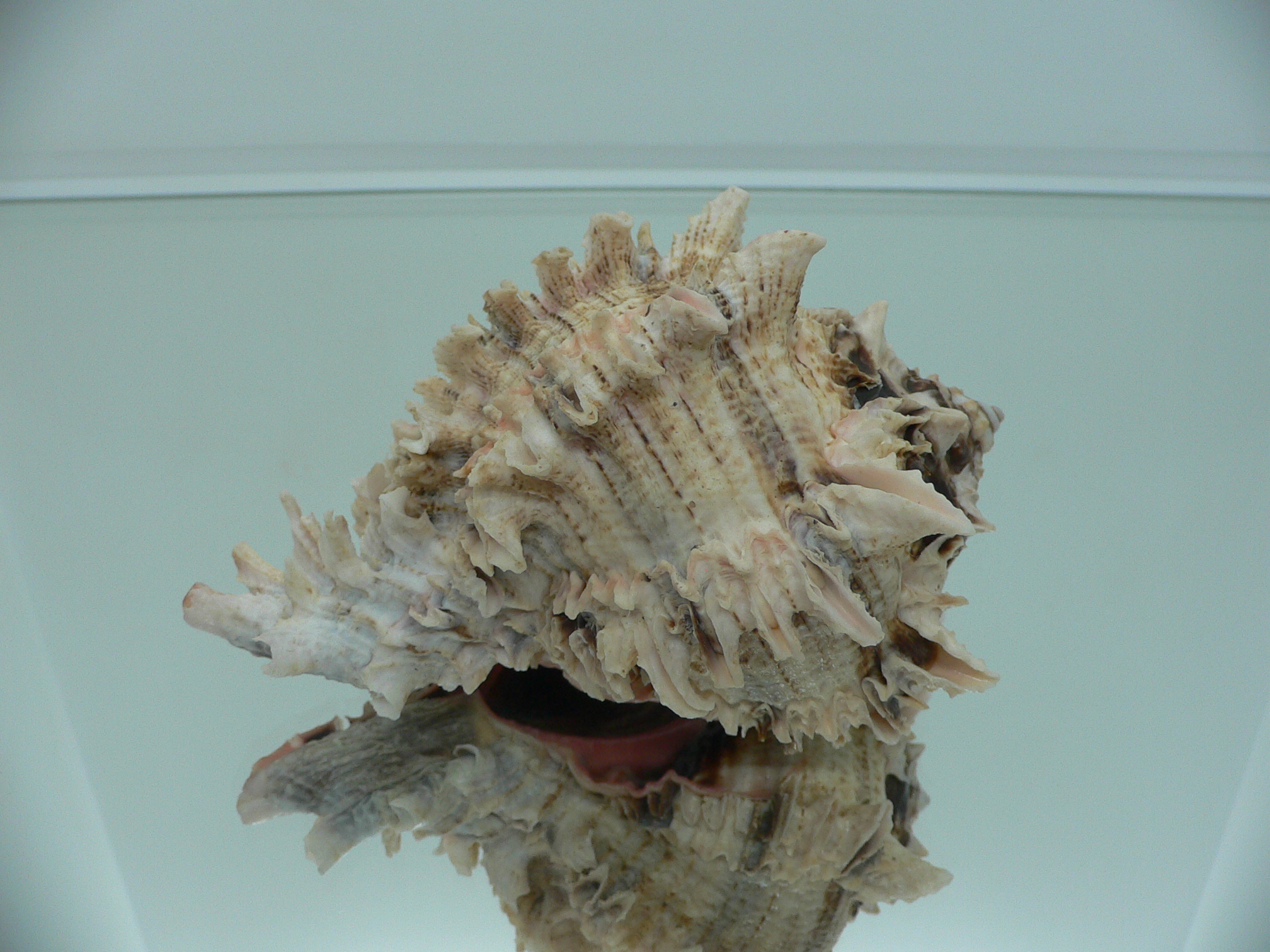 Hexaplex regius ARISTOCRAT