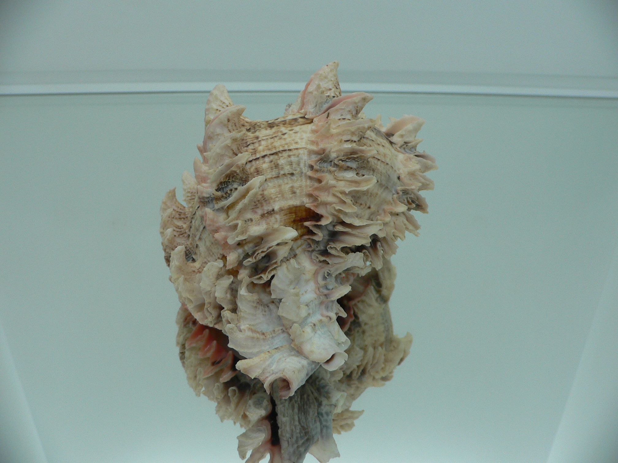 Hexaplex regius ARISTOCRAT