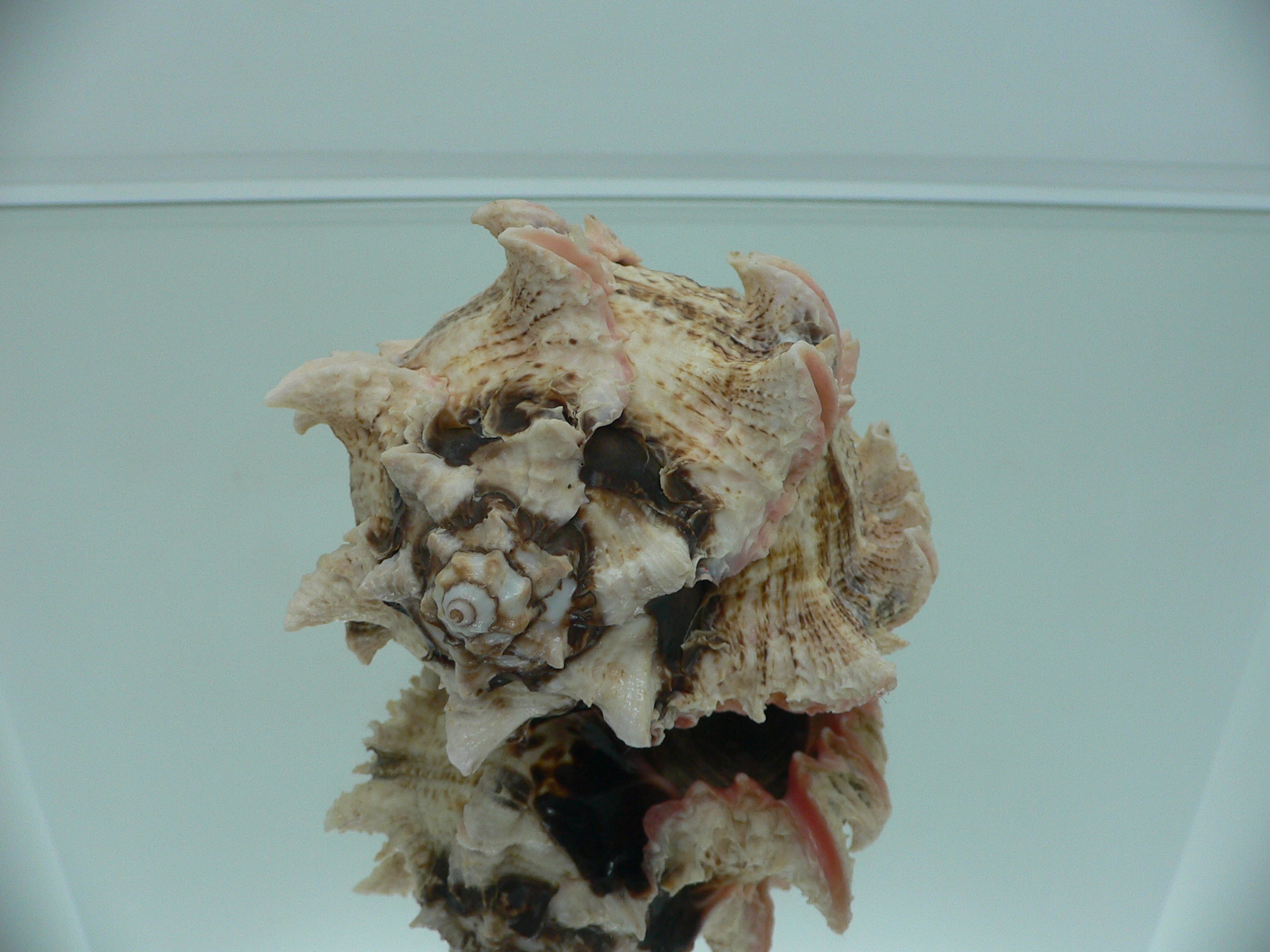 Hexaplex regius ARISTOCRAT