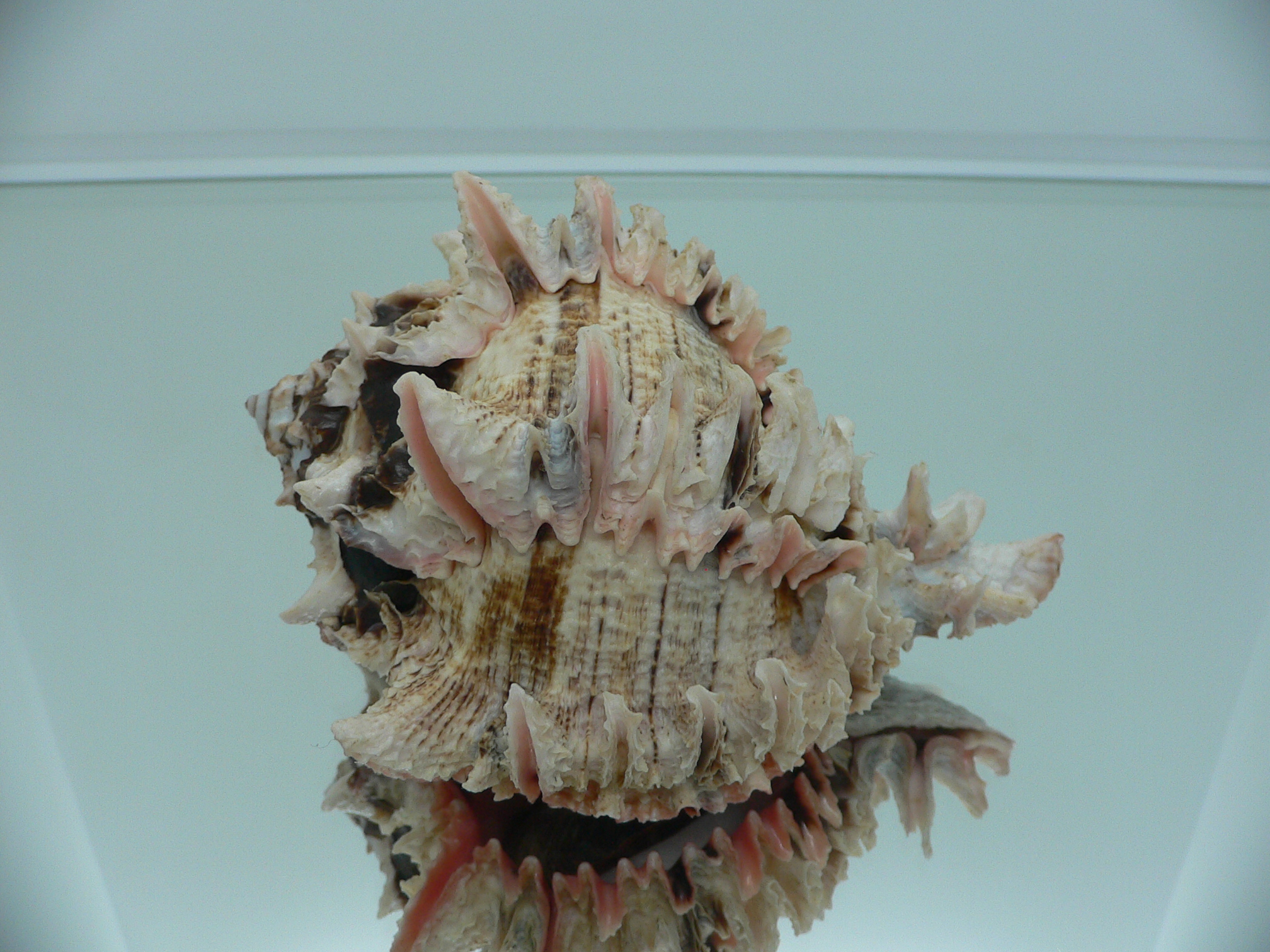 Hexaplex regius ARISTOCRAT