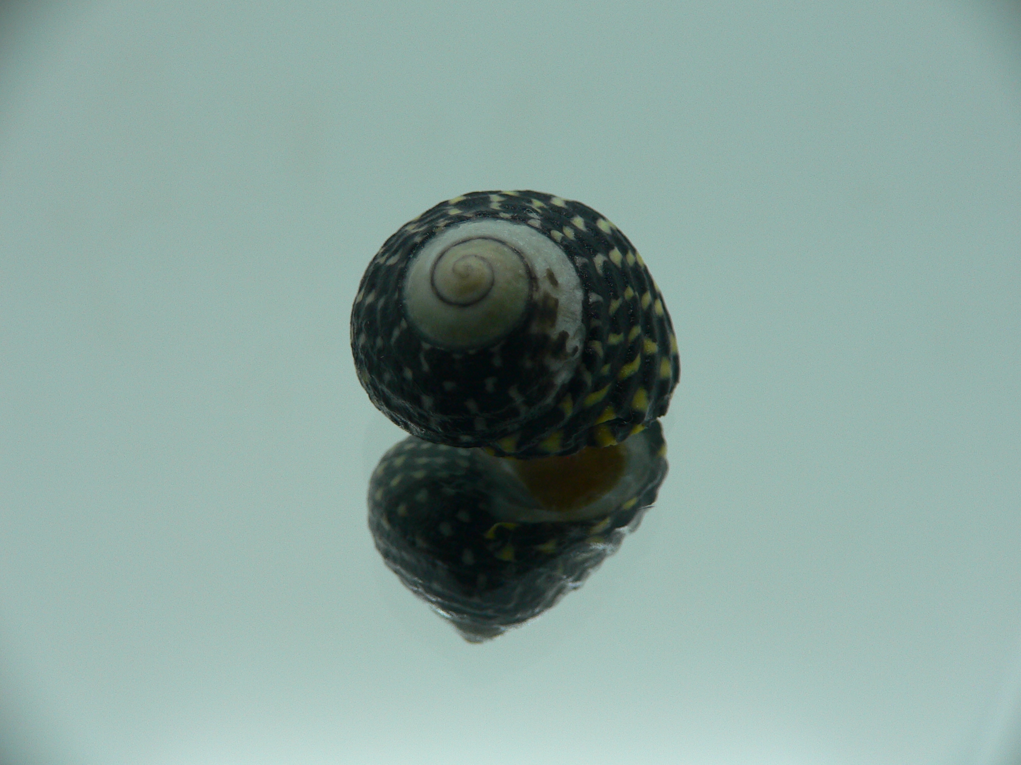 Diloma concameratum ENDEMIC