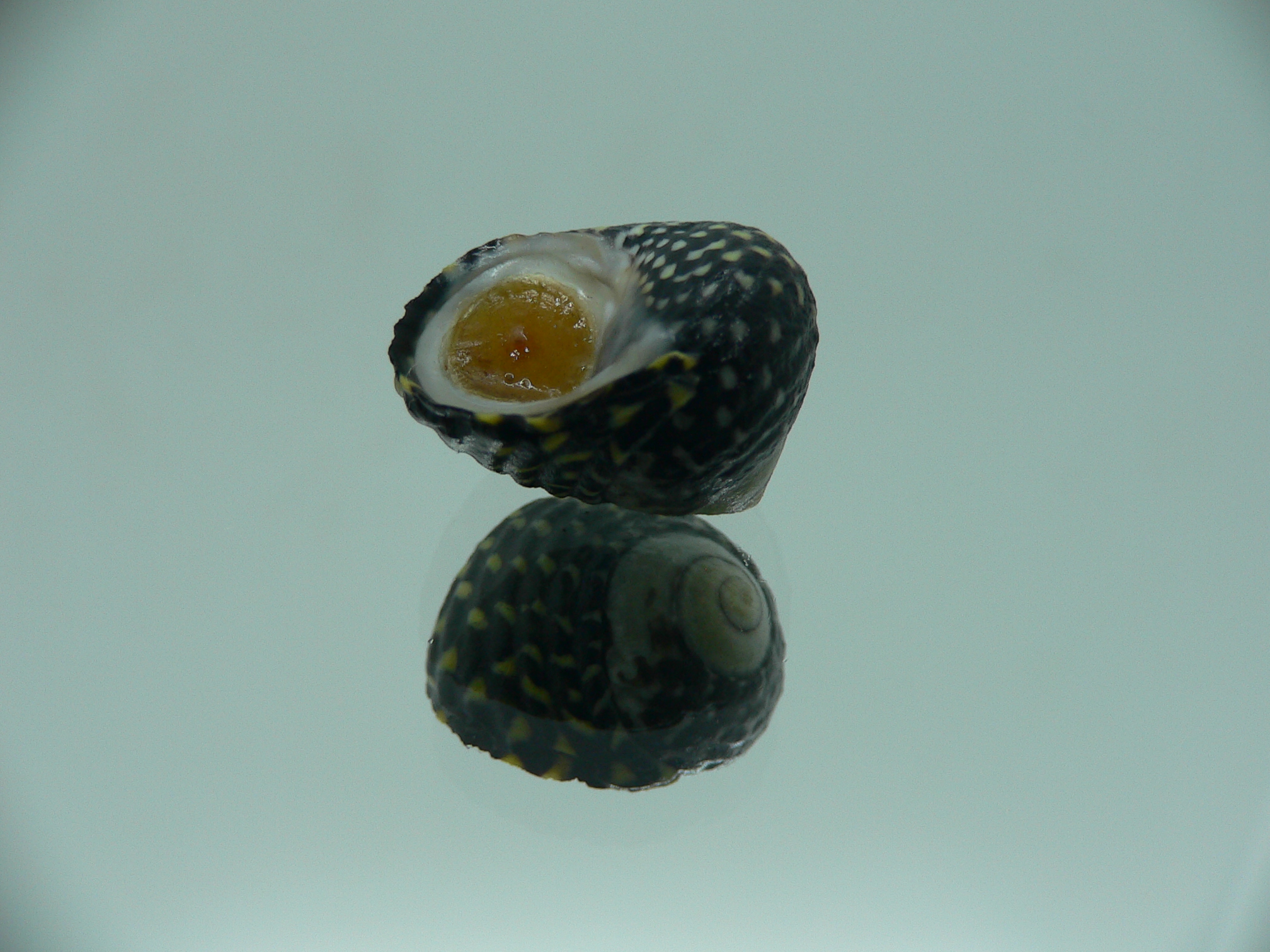 Diloma concameratum ENDEMIC