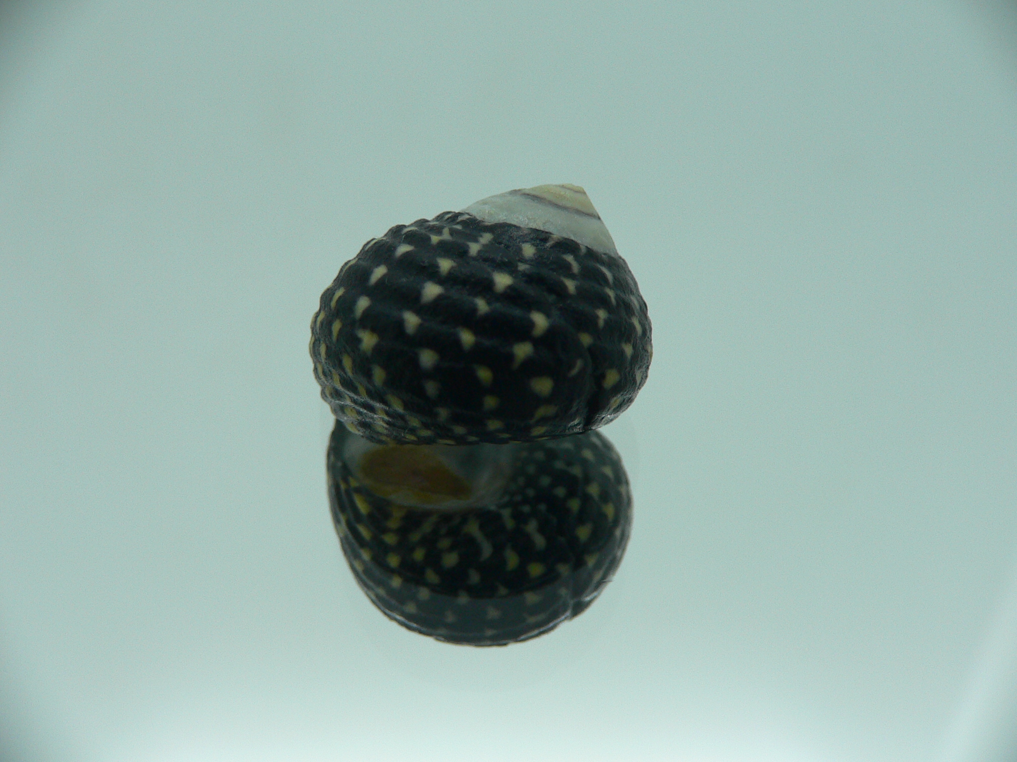 Diloma concameratum ENDEMIC