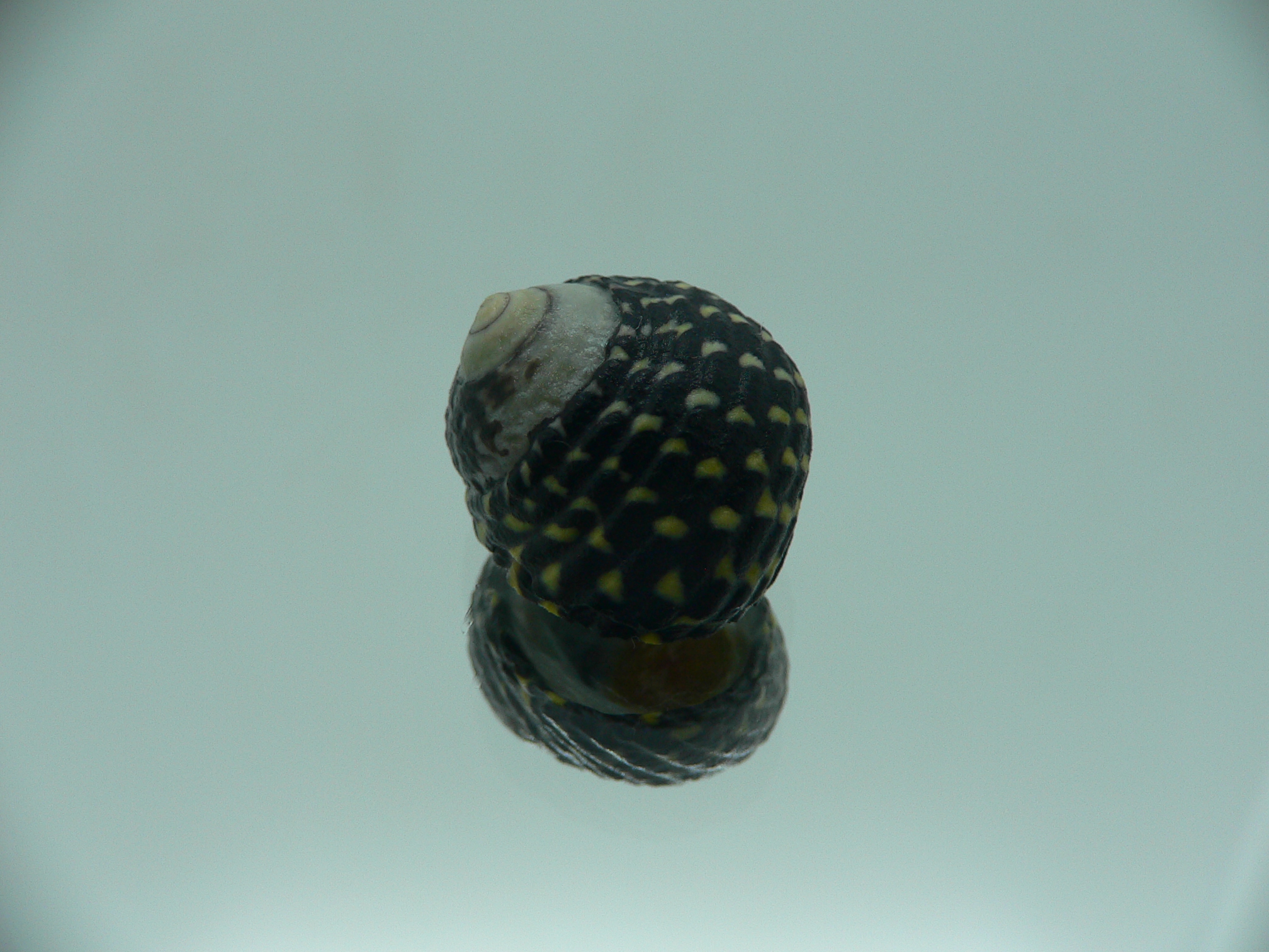 Diloma concameratum ENDEMIC