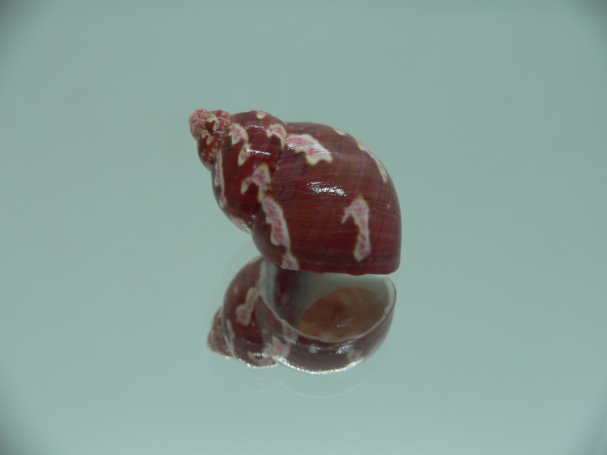 Phasianella ventricosa ENDEMIC
