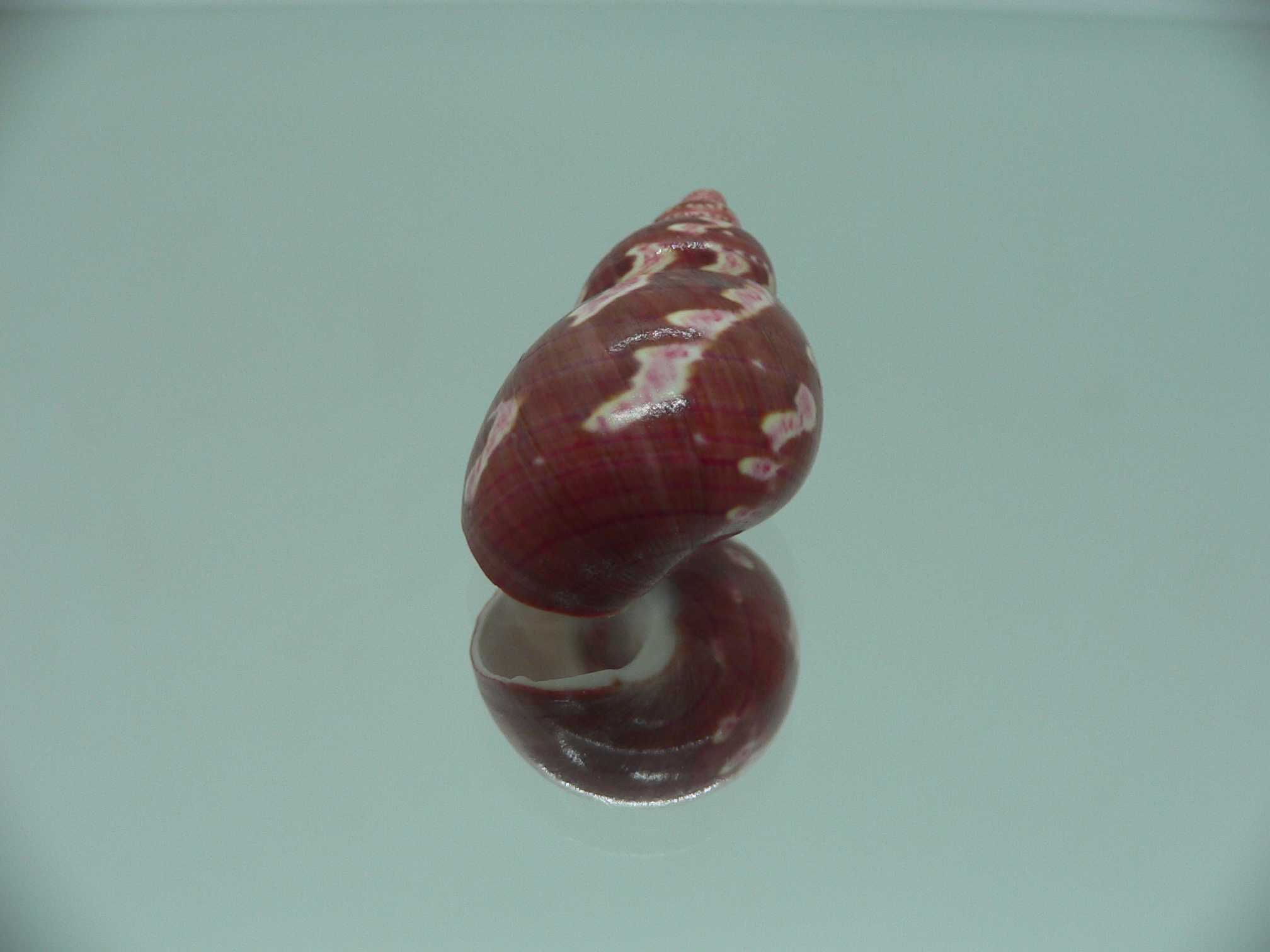 Phasianella ventricosa ENDEMIC