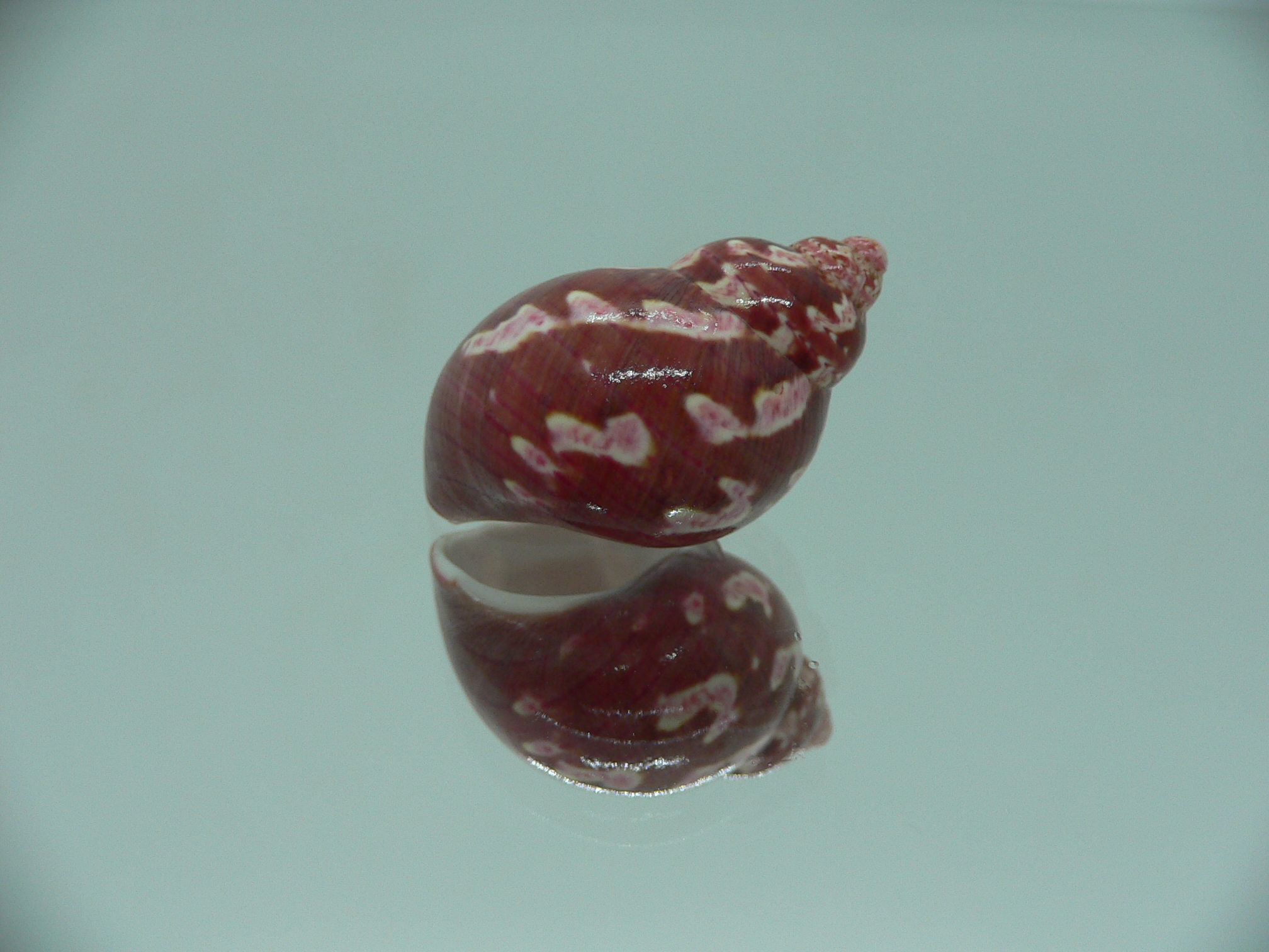 Phasianella ventricosa ENDEMIC