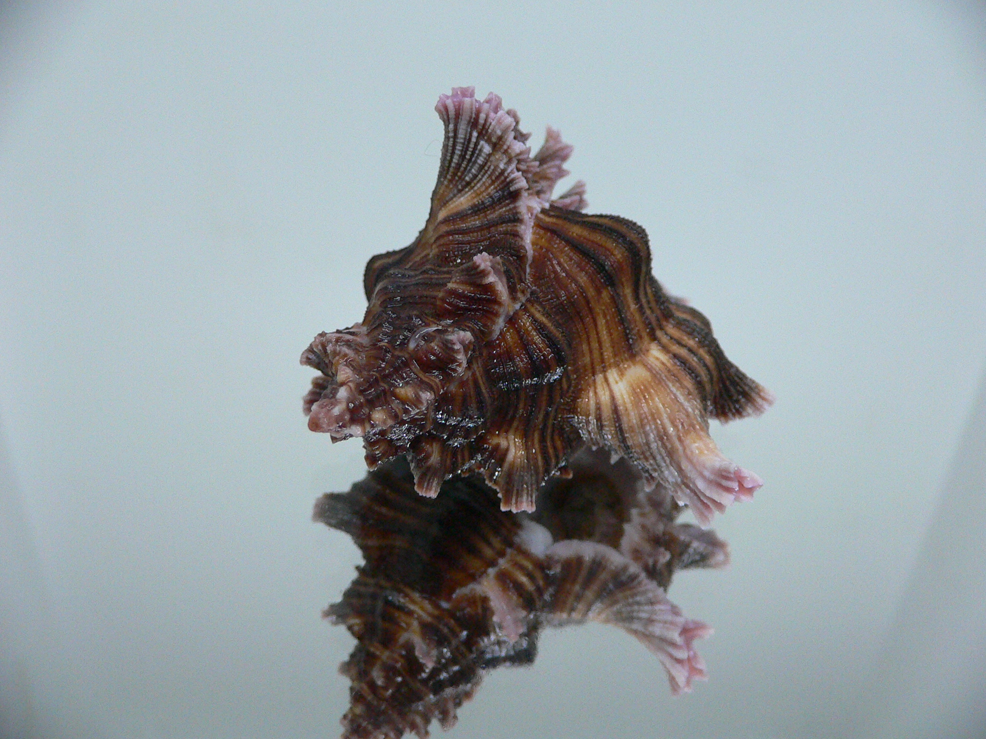 Chicoreus maurus CURLY & LILAC