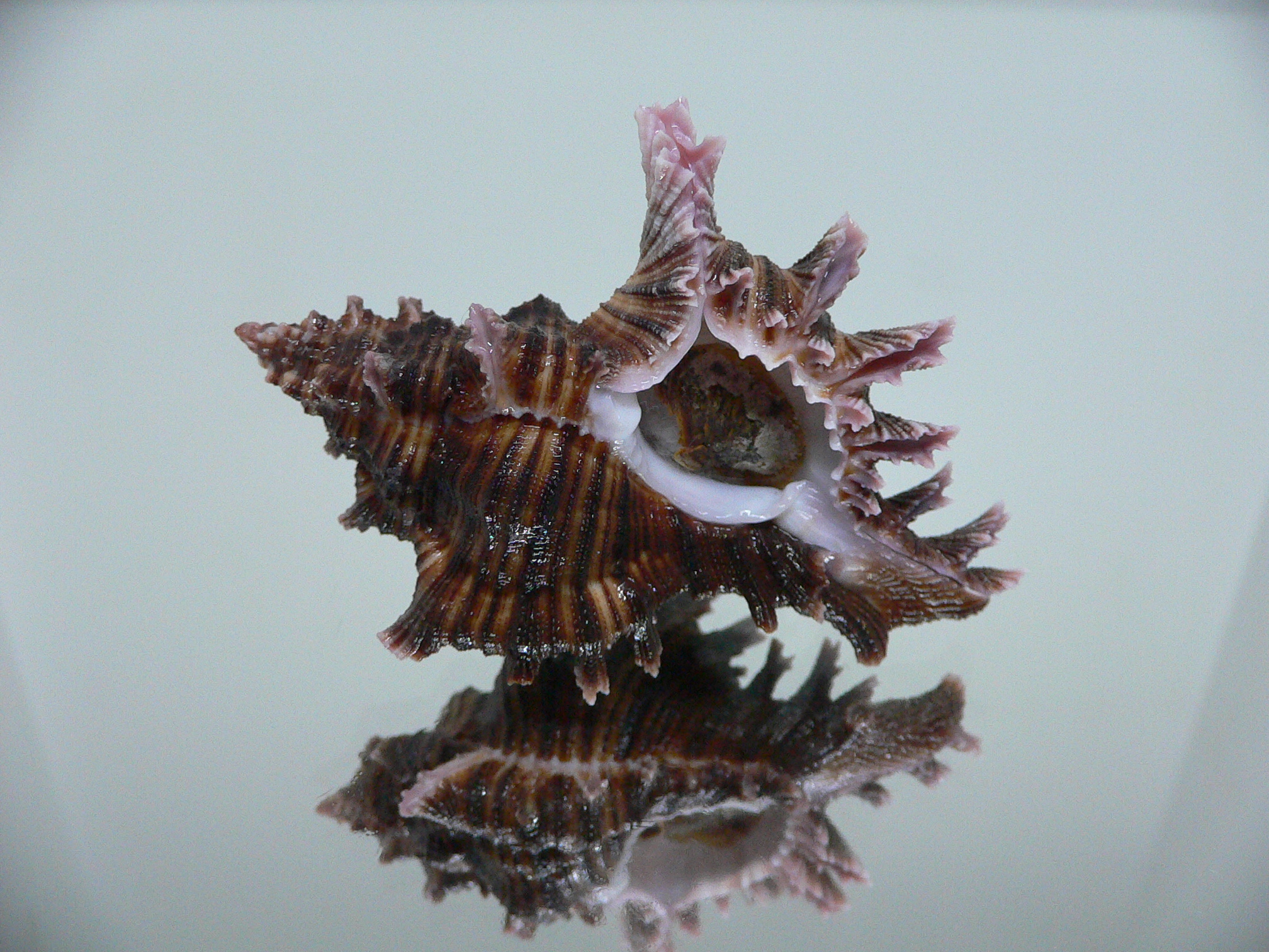 Chicoreus maurus CURLY & LILAC