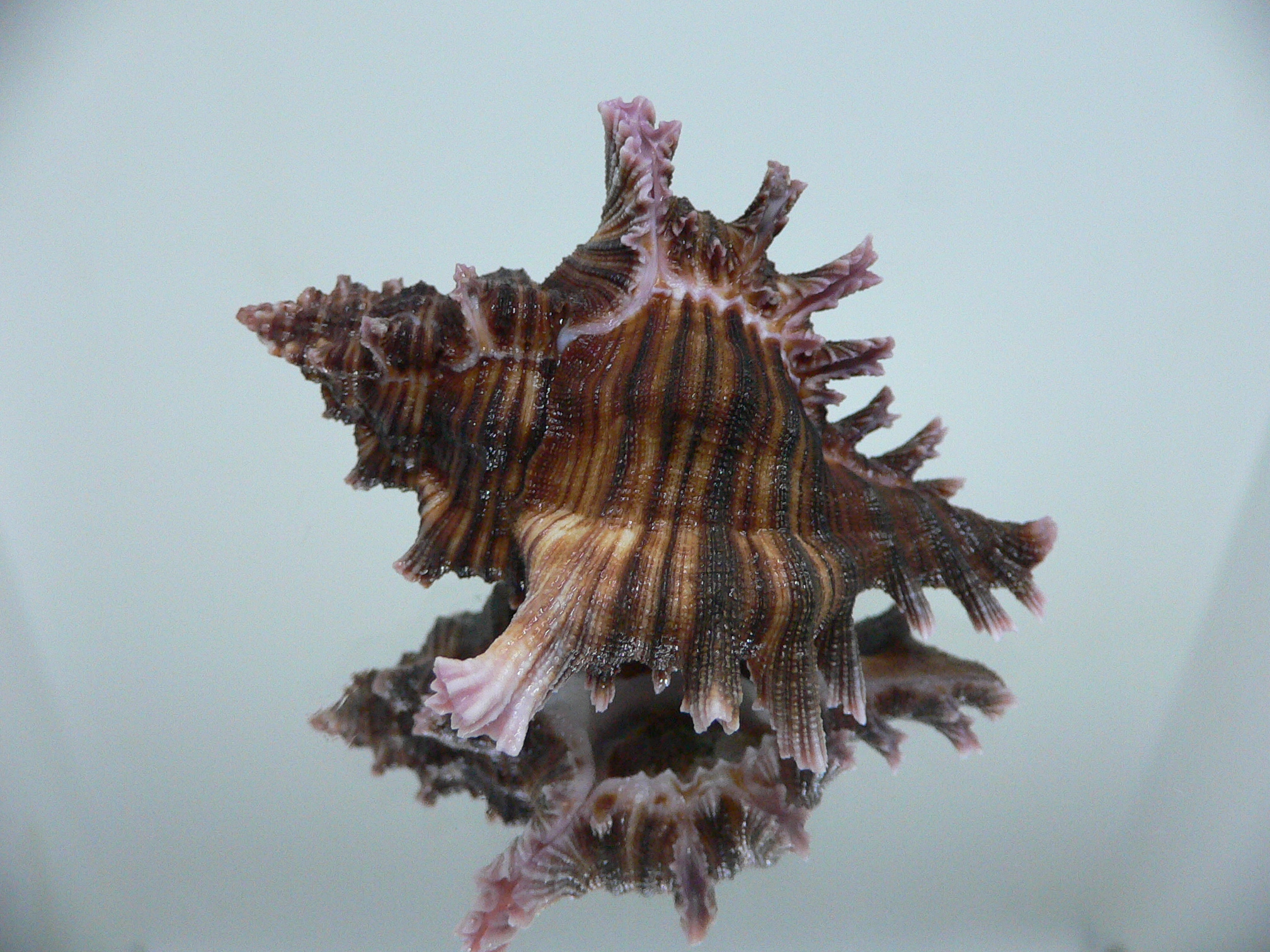 Chicoreus maurus CURLY & LILAC