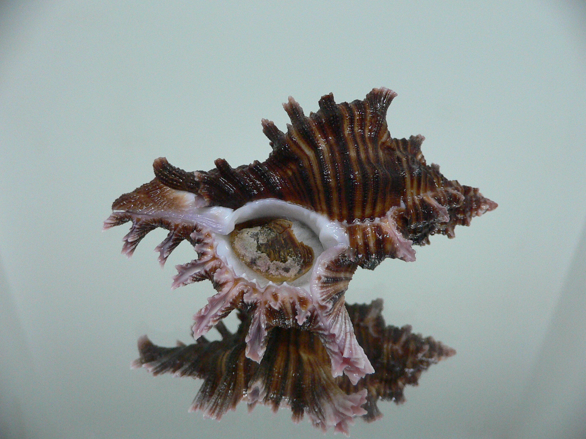 Chicoreus maurus CURLY & LILAC