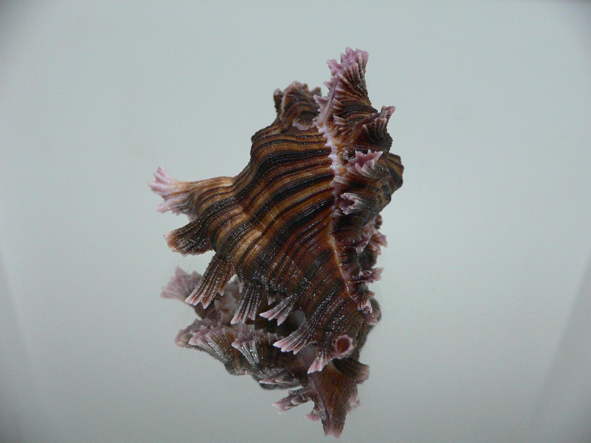 Chicoreus maurus CURLY & LILAC