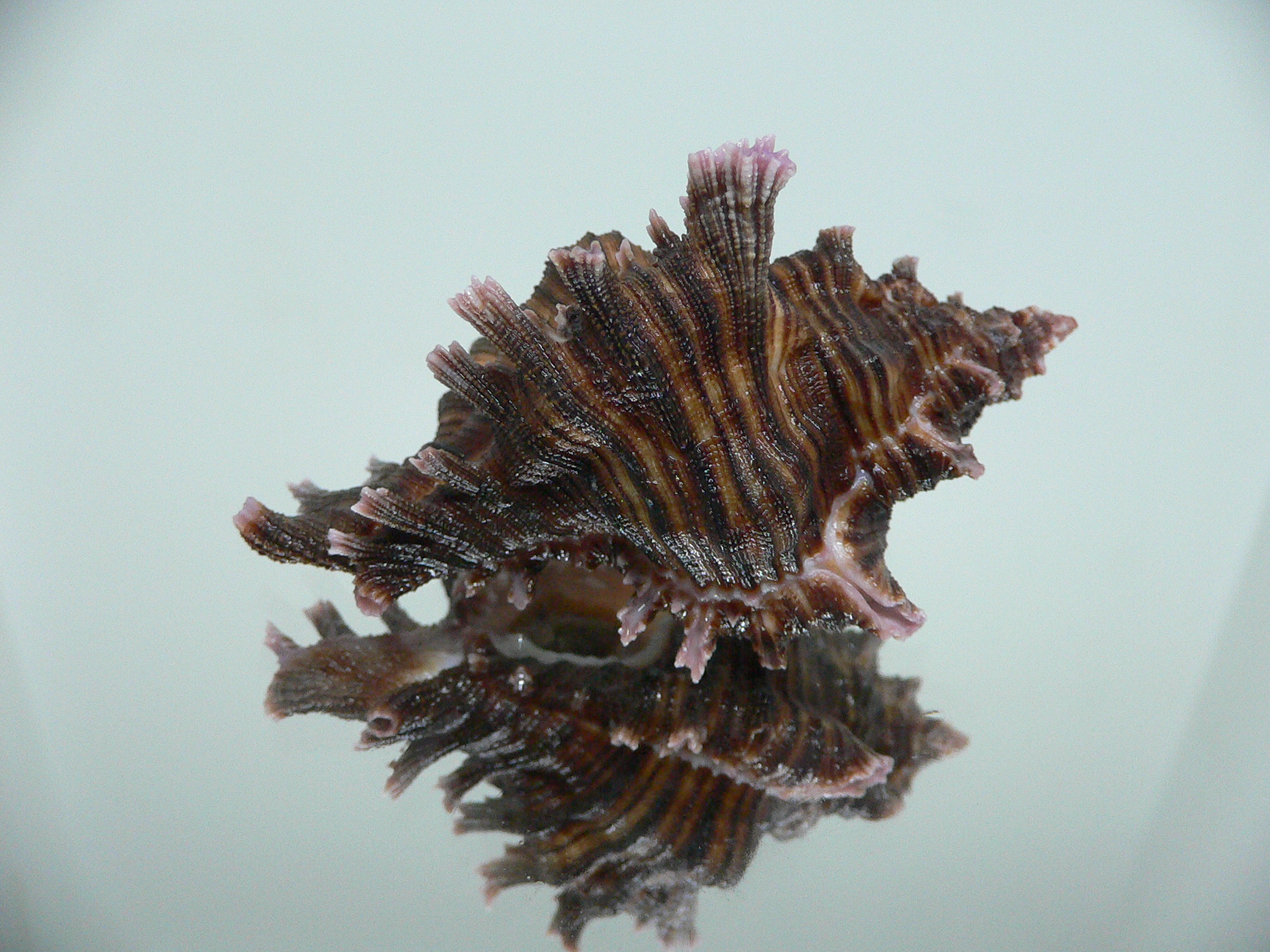 Chicoreus maurus CURLY & LILAC