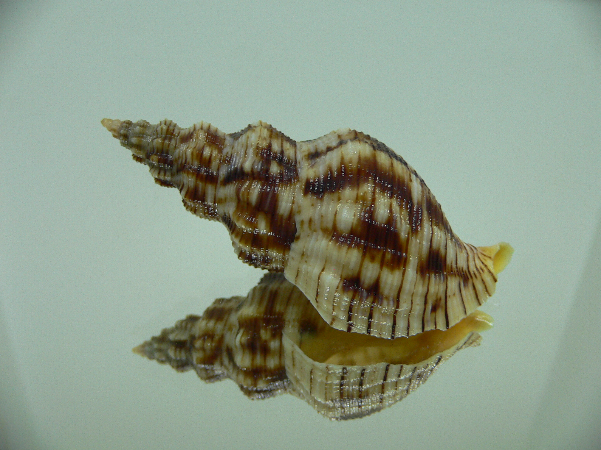Siphonalia spadicea spadicea VERY BIG & DARK