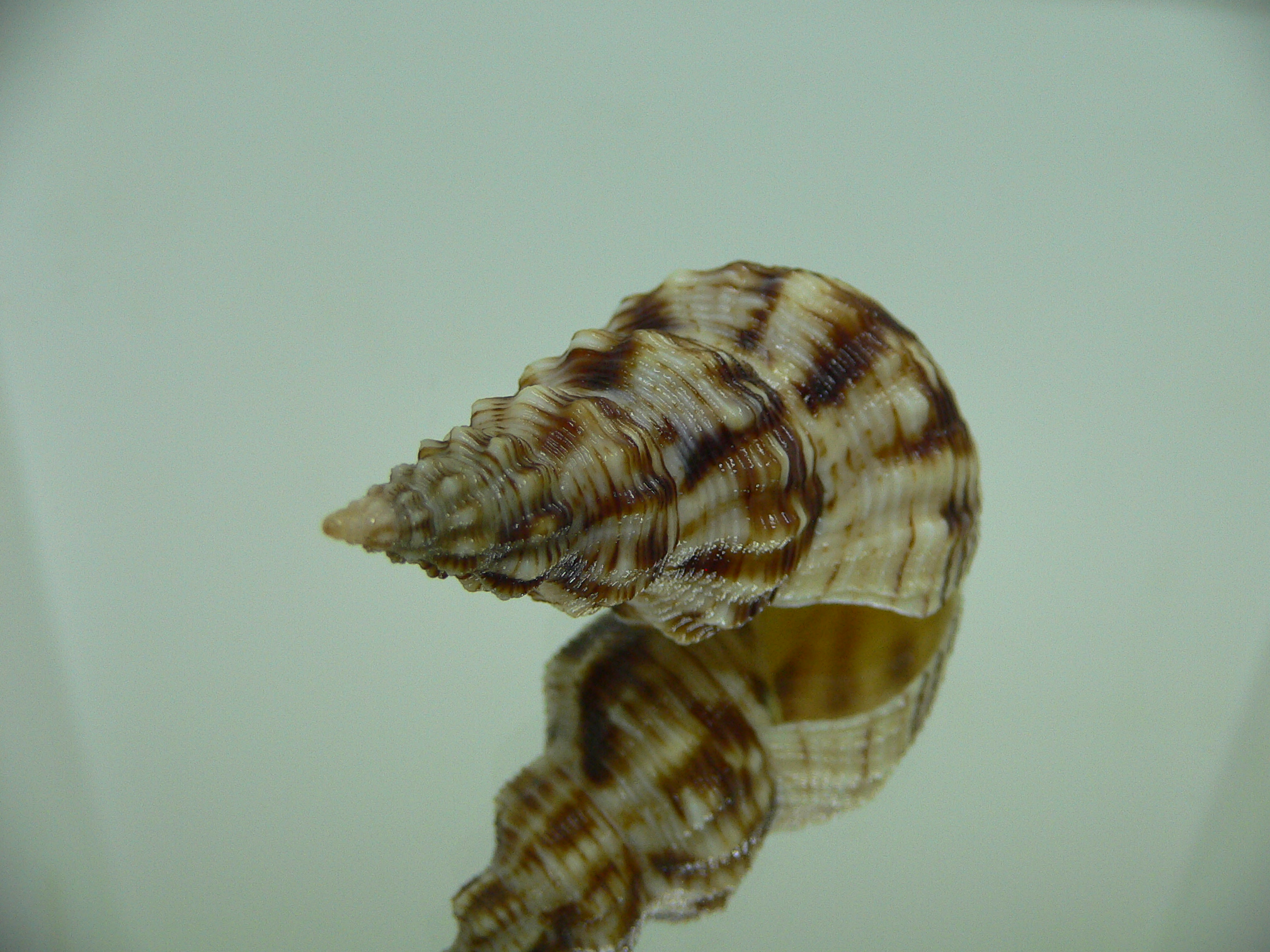 Siphonalia spadicea spadicea VERY BIG & DARK
