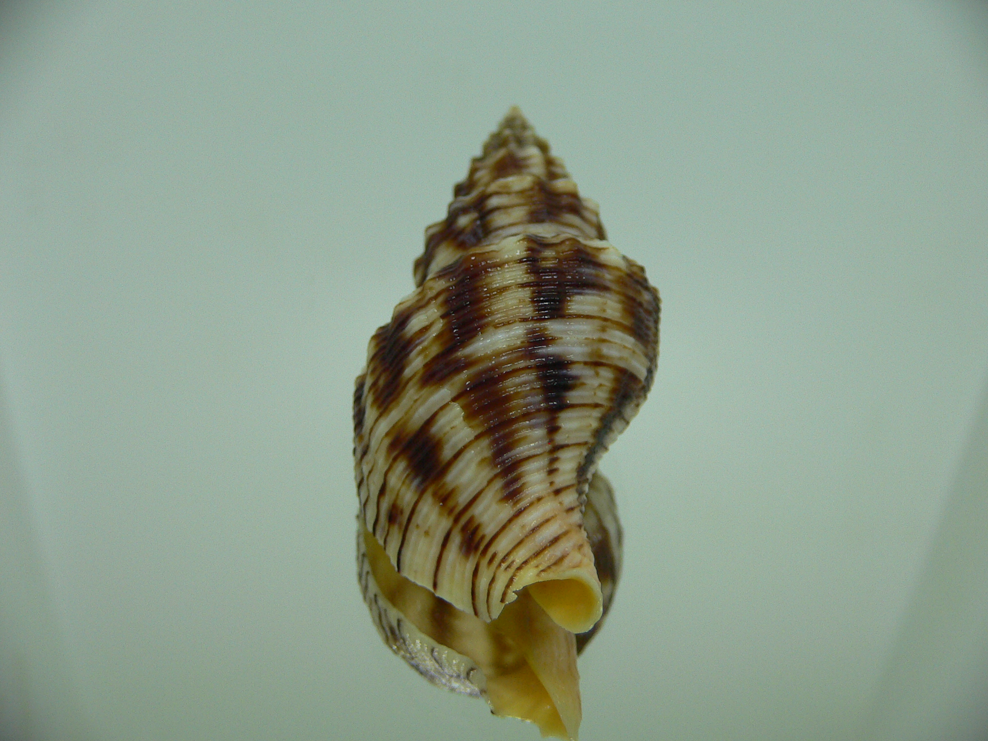 Siphonalia spadicea spadicea VERY BIG & DARK