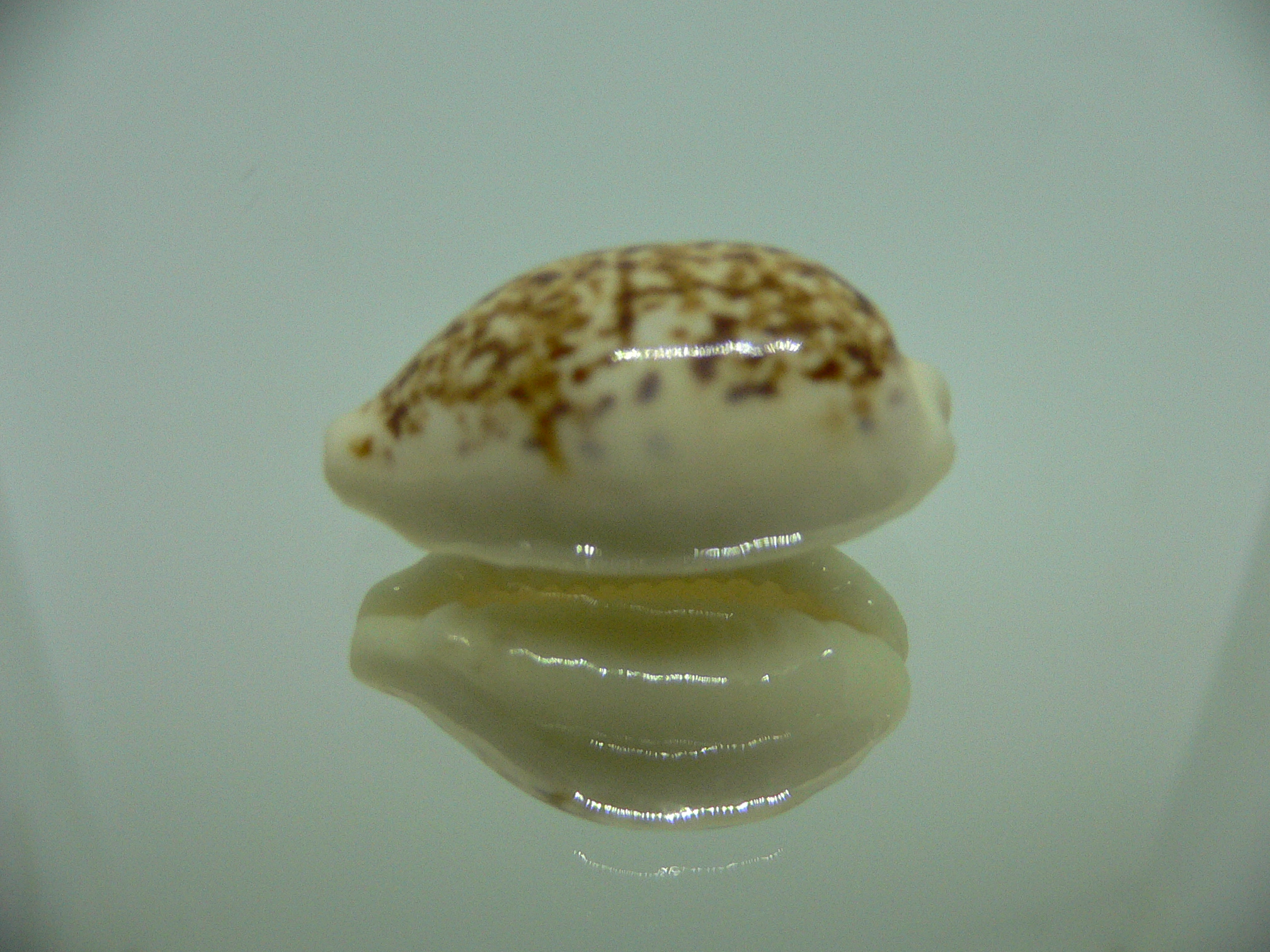Cypraea coxeni BIG & DARK