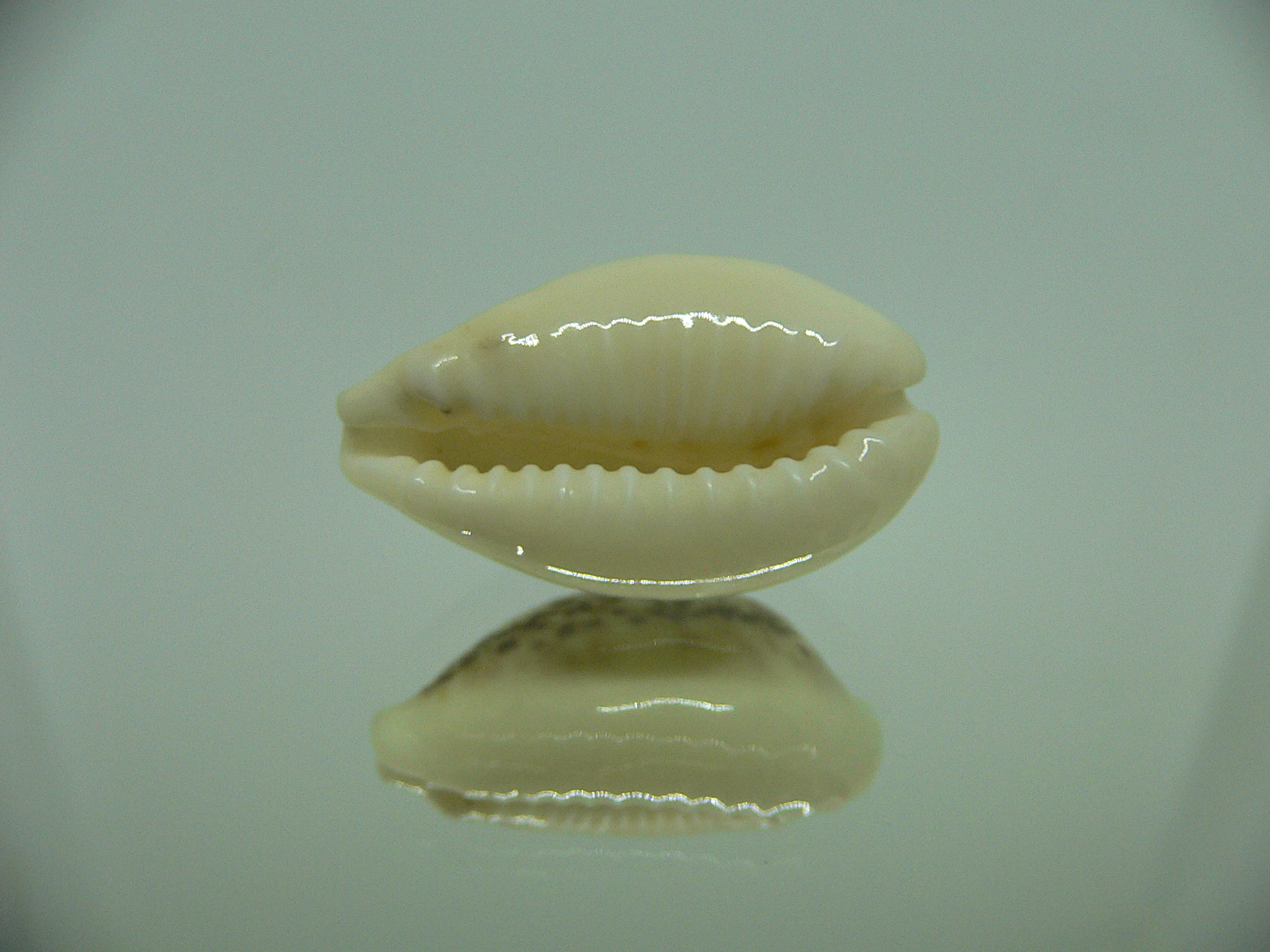 Cypraea coxeni BIG & DARK