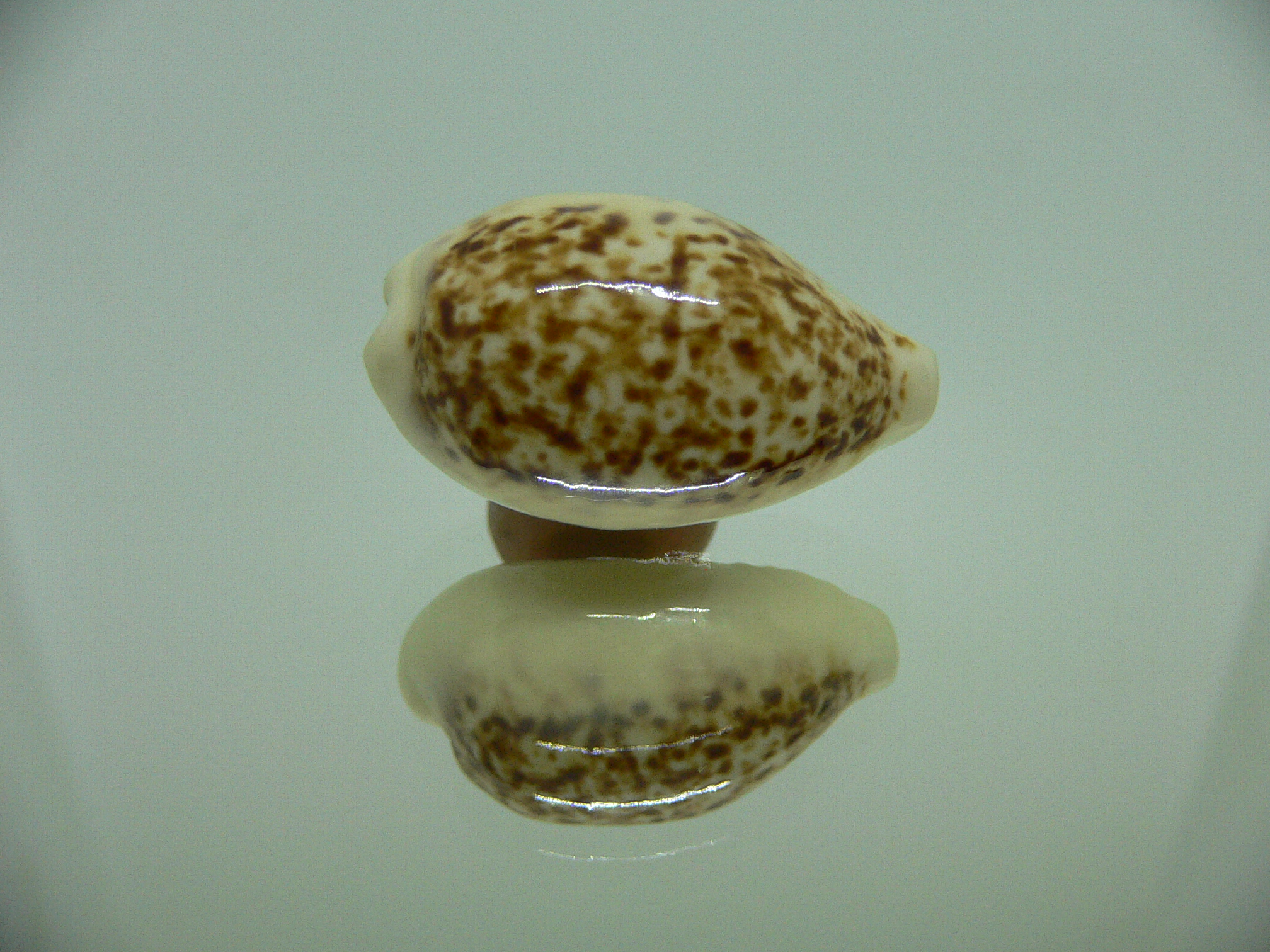Cypraea coxeni BIG & DARK