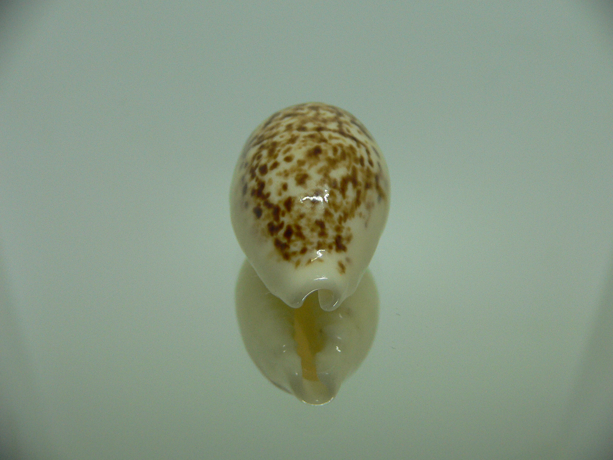 Cypraea coxeni BIG & DARK