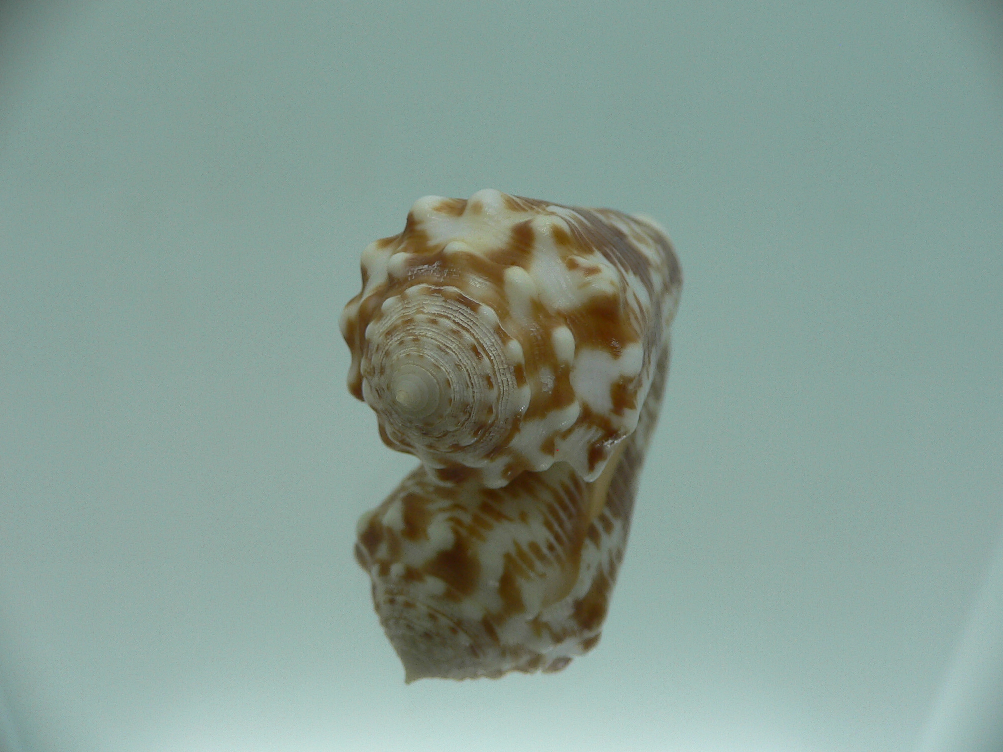 conus sulcocastaneus RUSTY