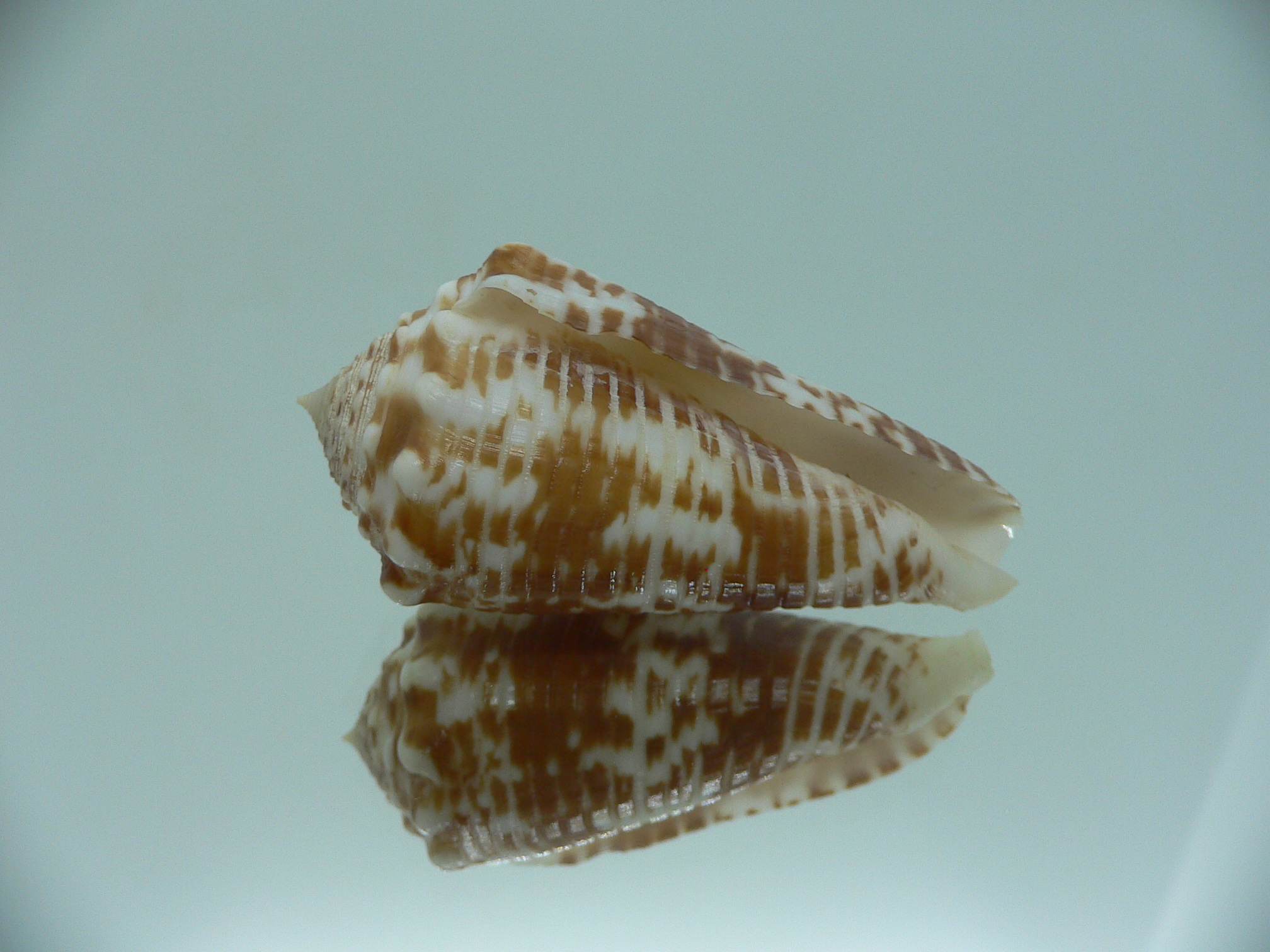 conus sulcocastaneus RUSTY