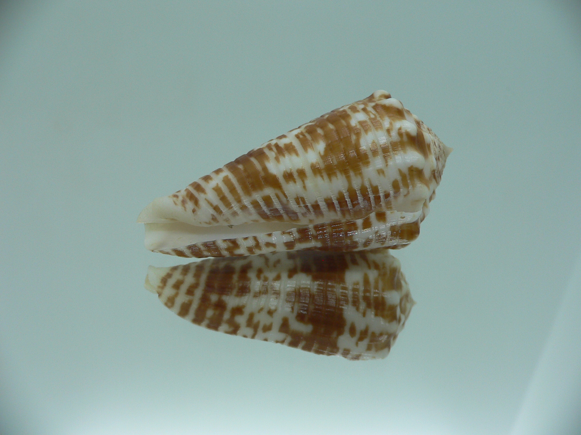 conus sulcocastaneus RUSTY