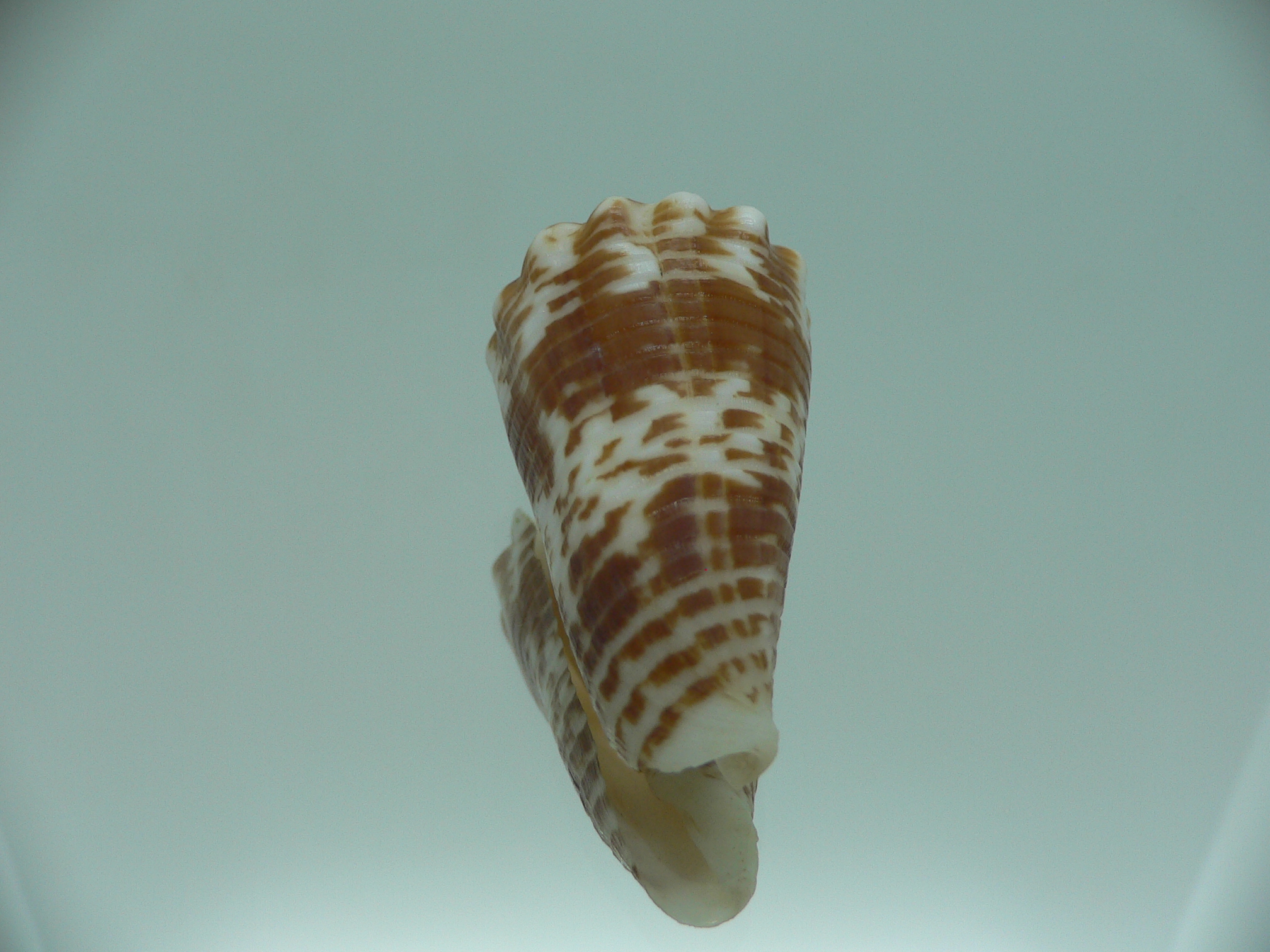 conus sulcocastaneus RUSTY