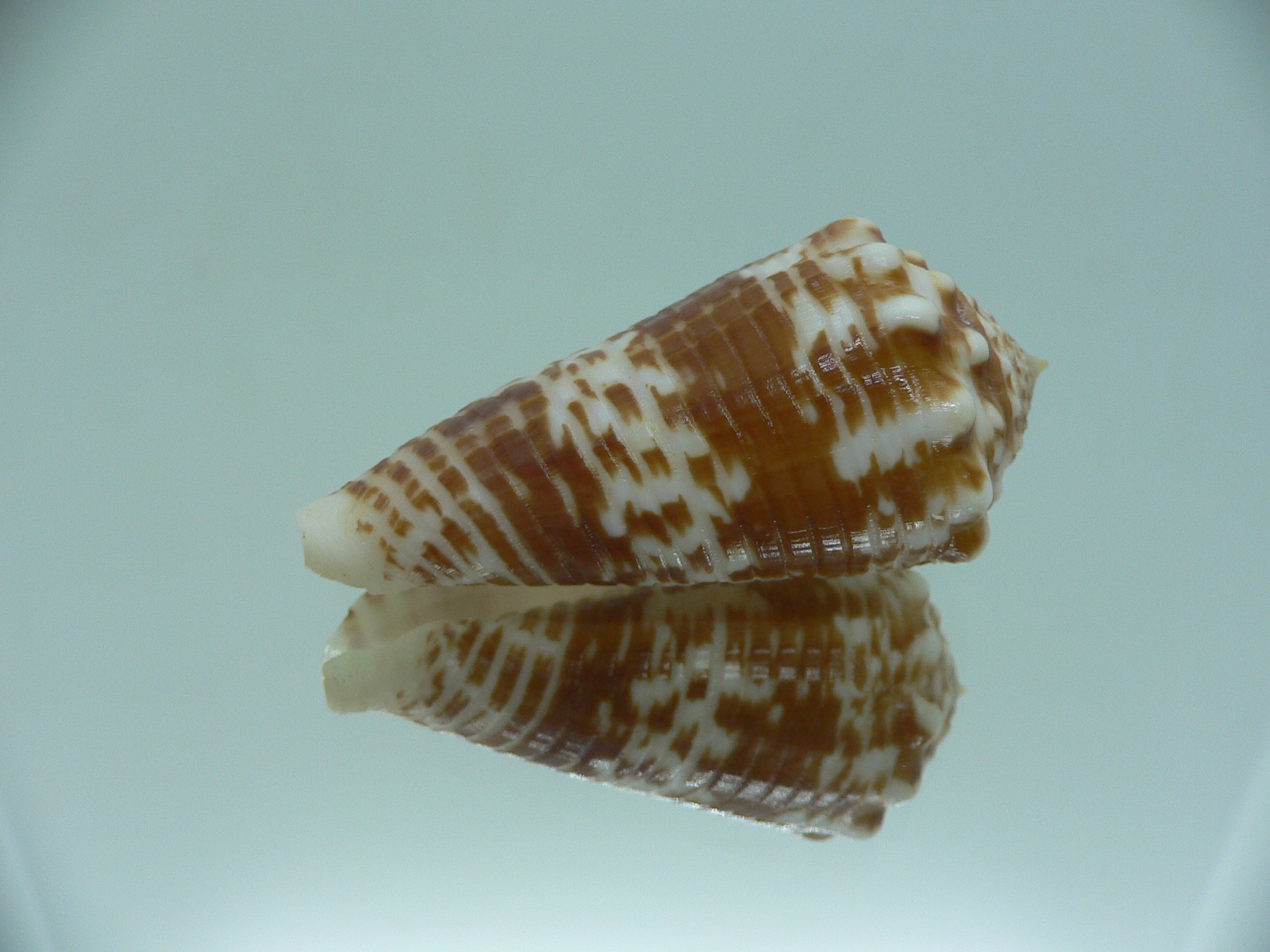 conus sulcocastaneus RUSTY