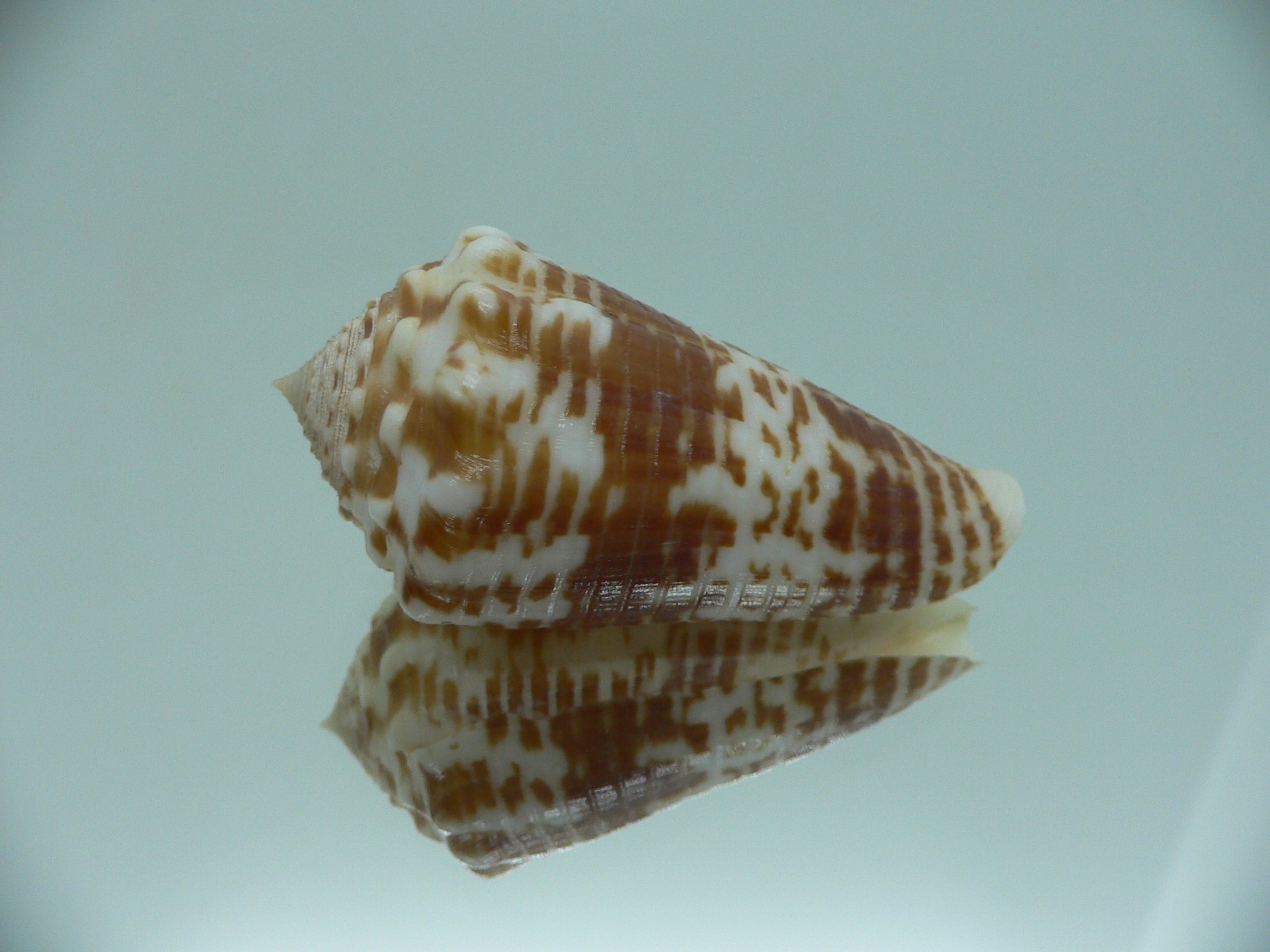 conus sulcocastaneus RUSTY