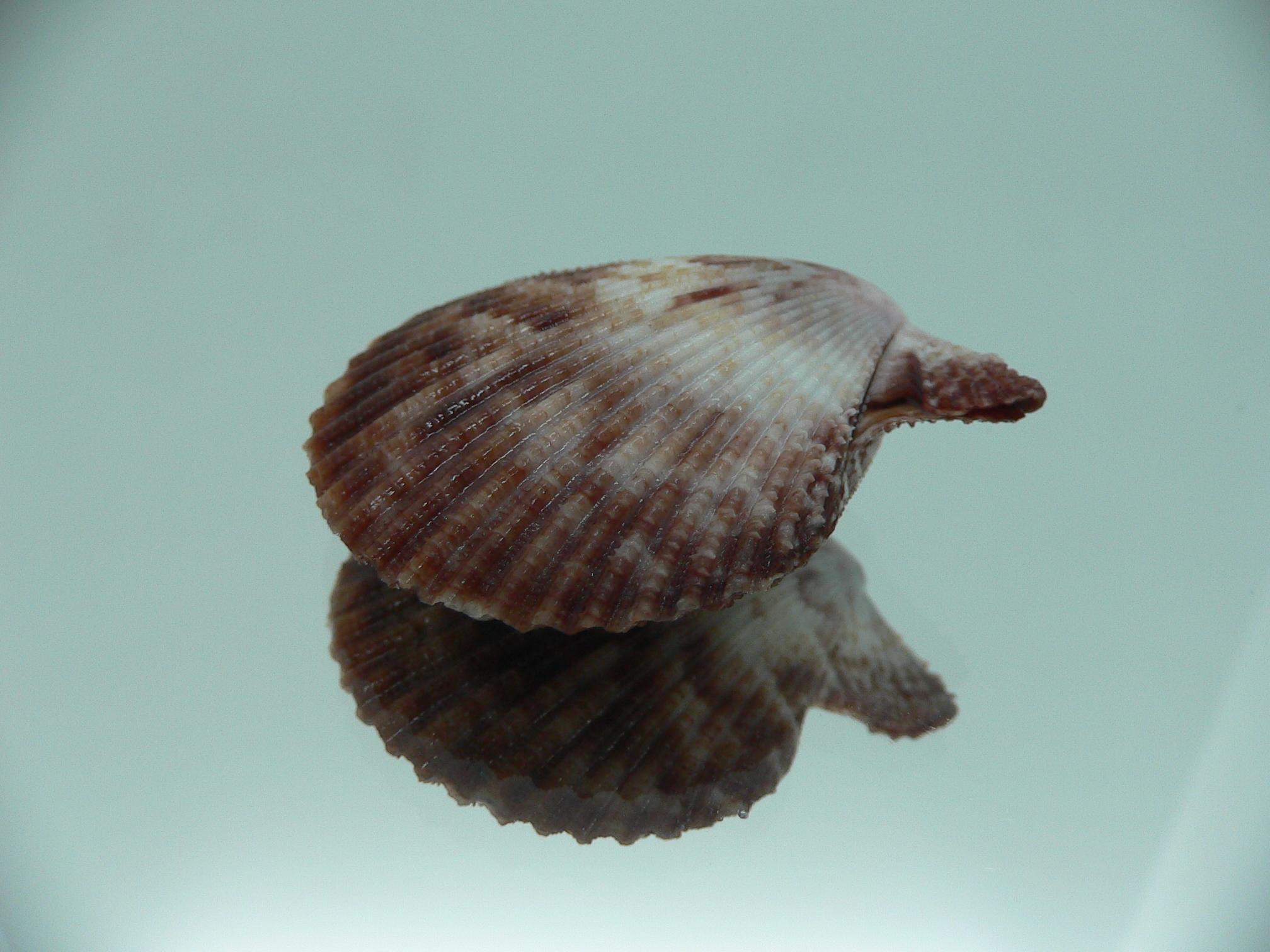 Mimachlamys sanguinea COLOR