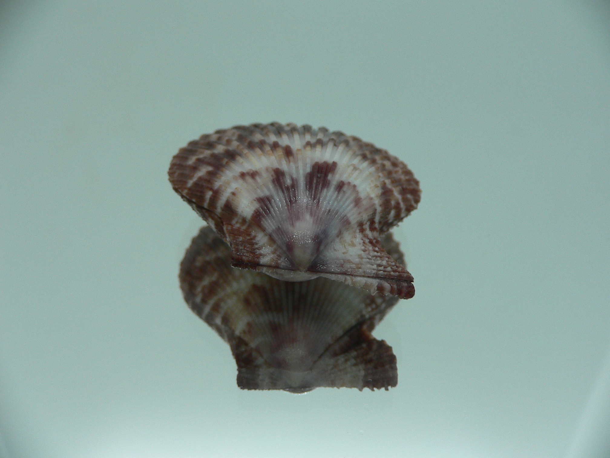 Mimachlamys sanguinea COLOR