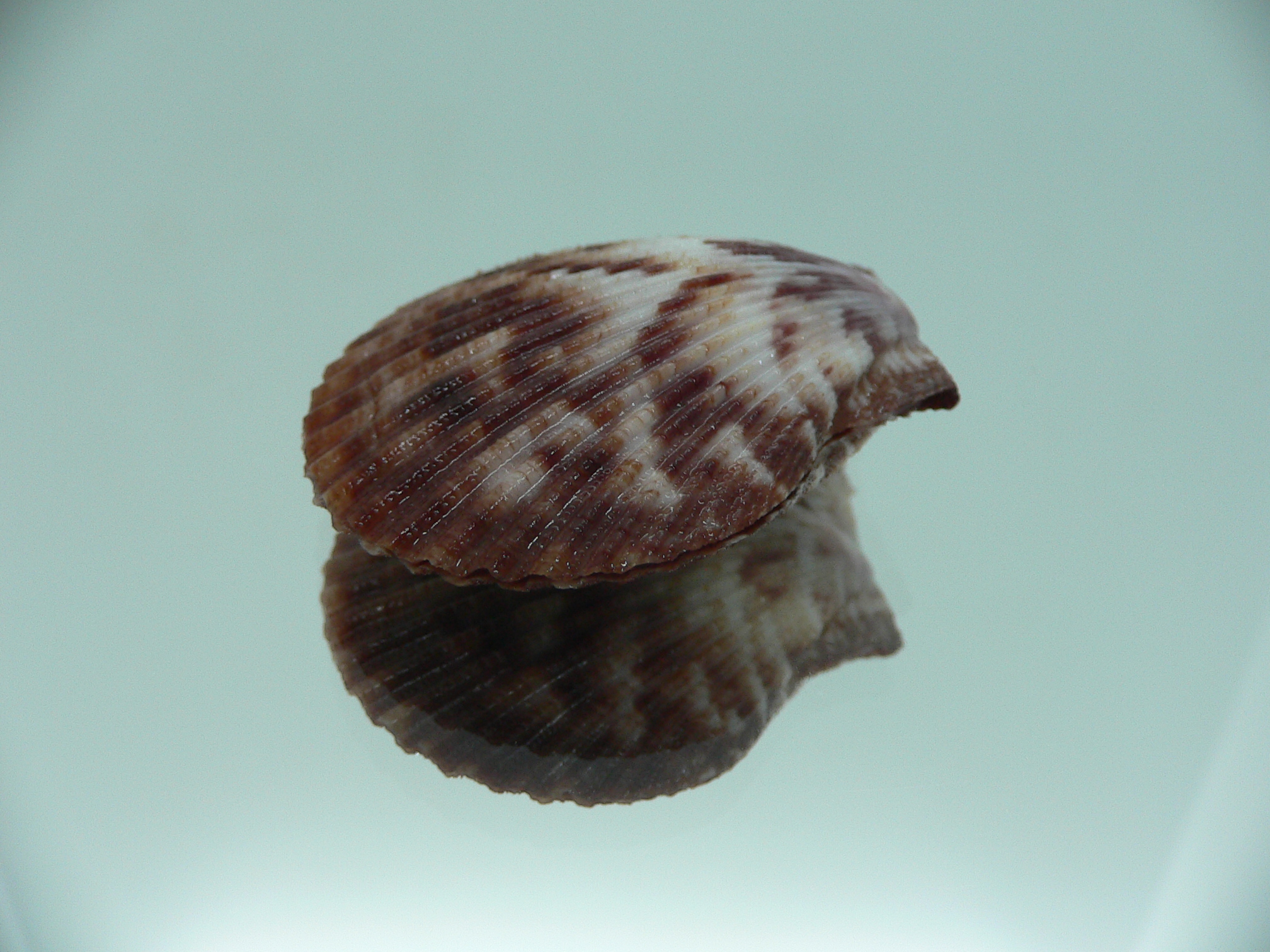 Mimachlamys sanguinea COLOR
