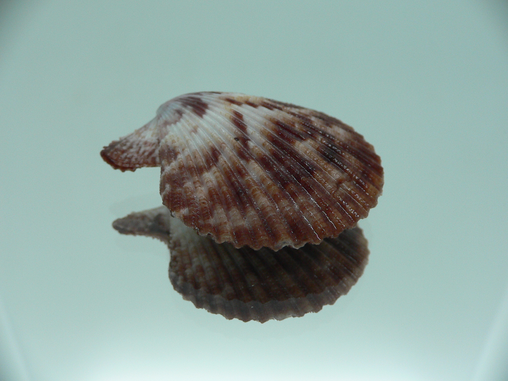 Mimachlamys sanguinea COLOR