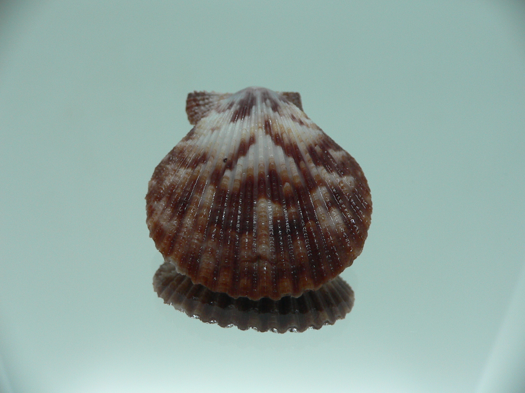 Mimachlamys sanguinea COLOR