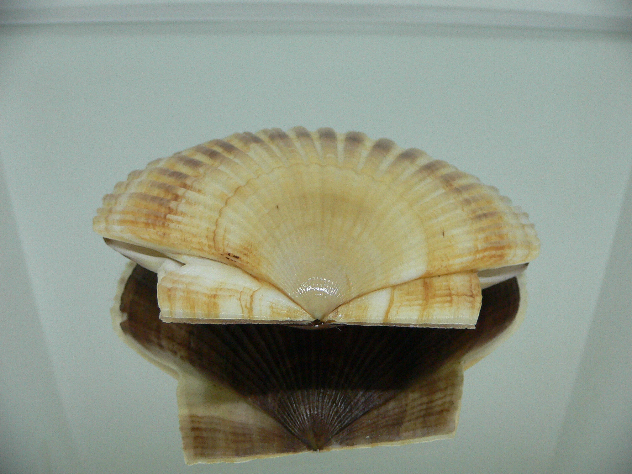 Patinopecten yessoensis DARK