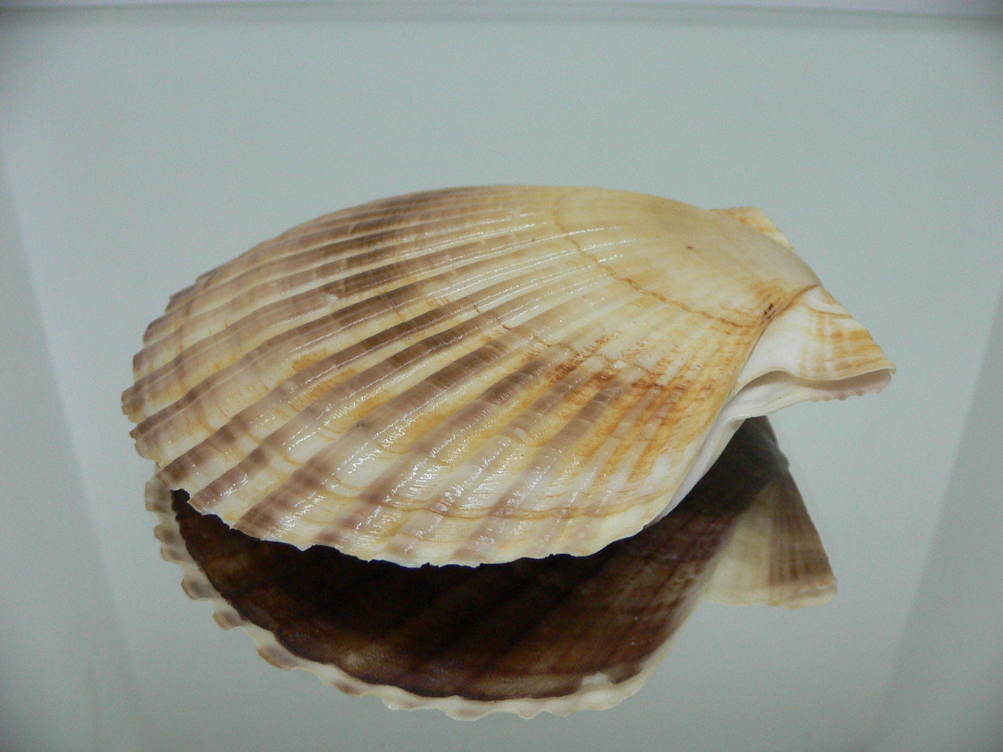 Patinopecten yessoensis DARK