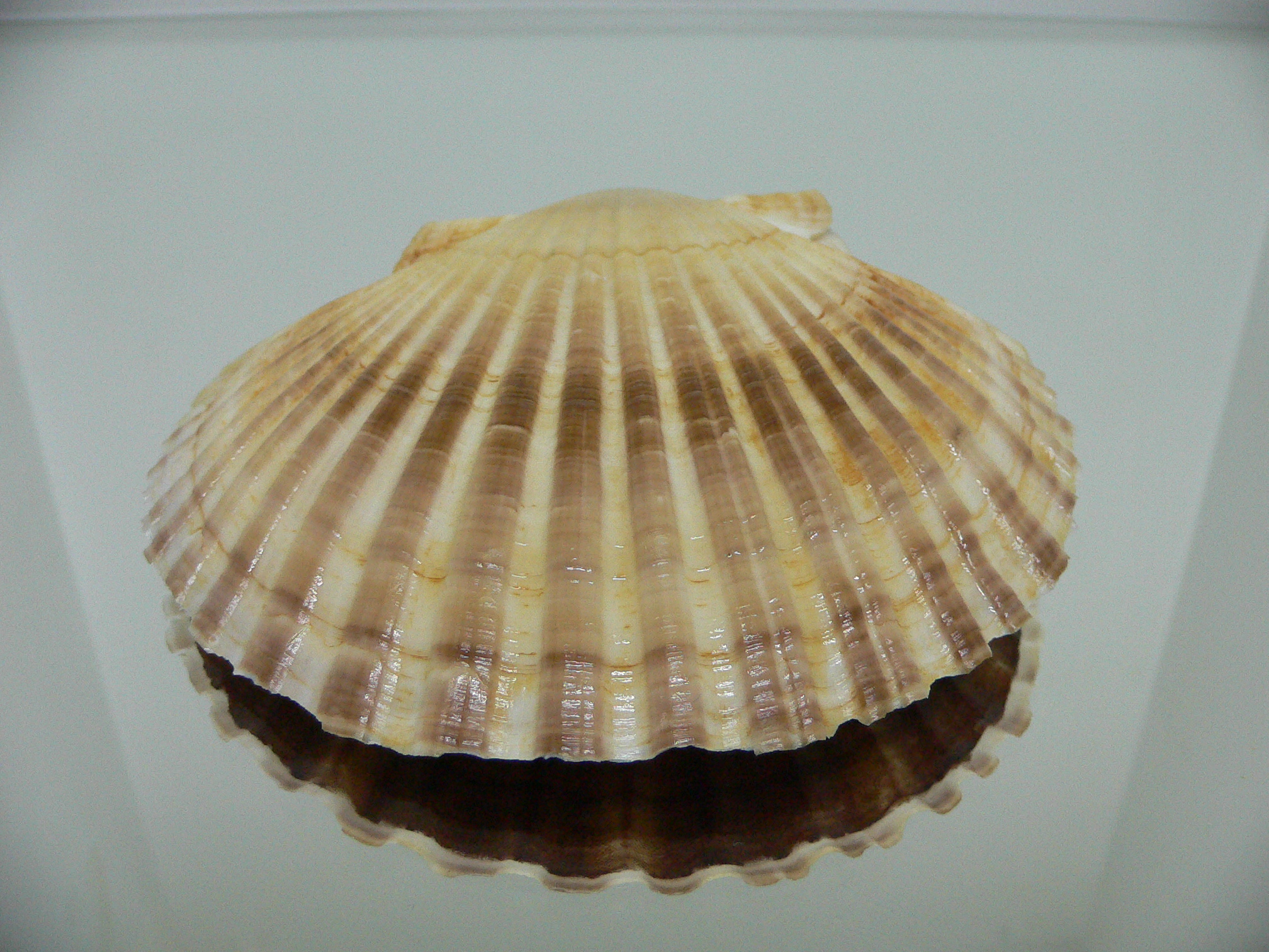Patinopecten yessoensis DARK