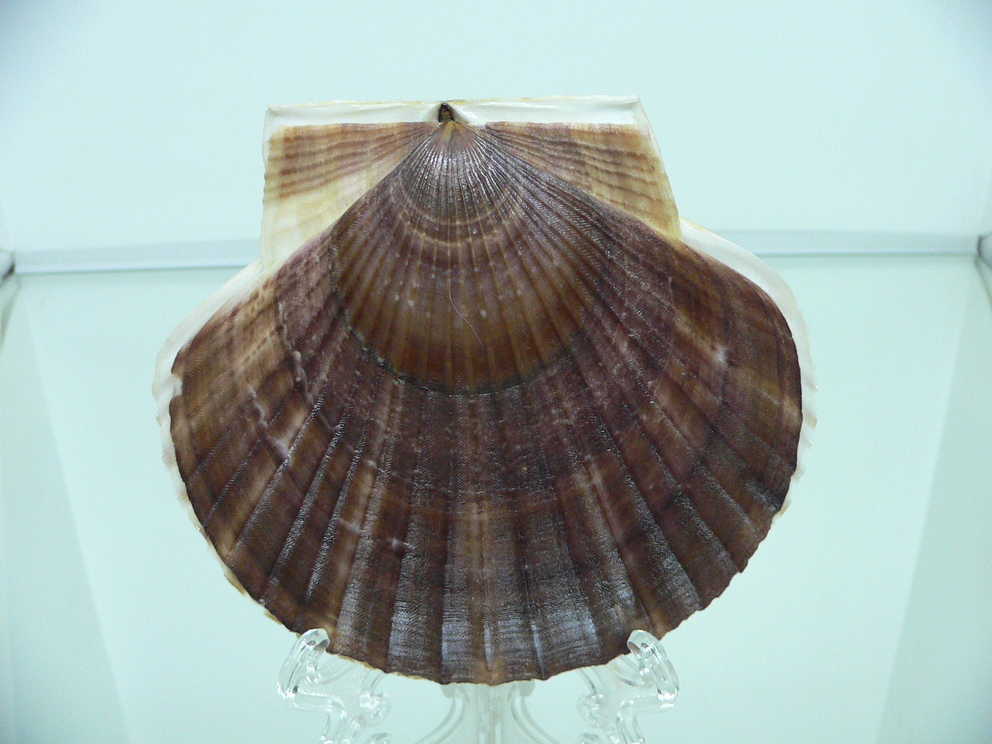 Patinopecten yessoensis DARK