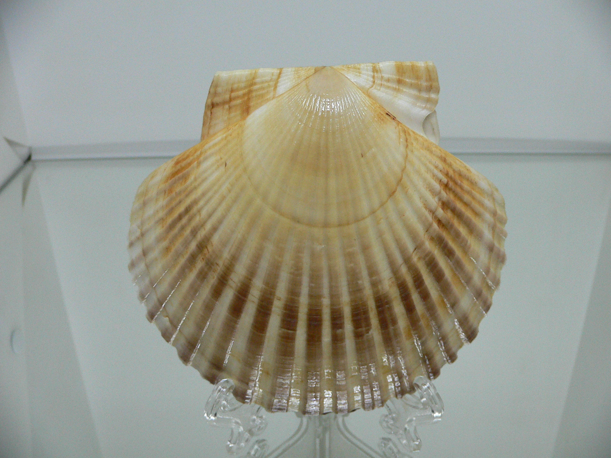 Patinopecten yessoensis DARK