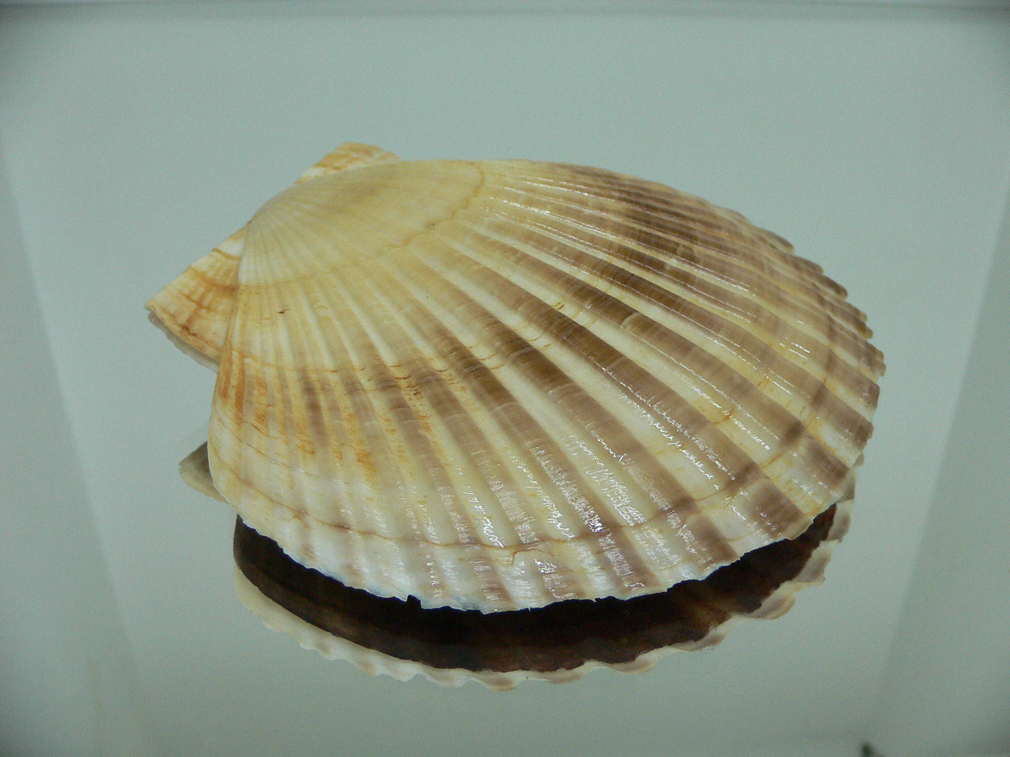 Patinopecten yessoensis DARK