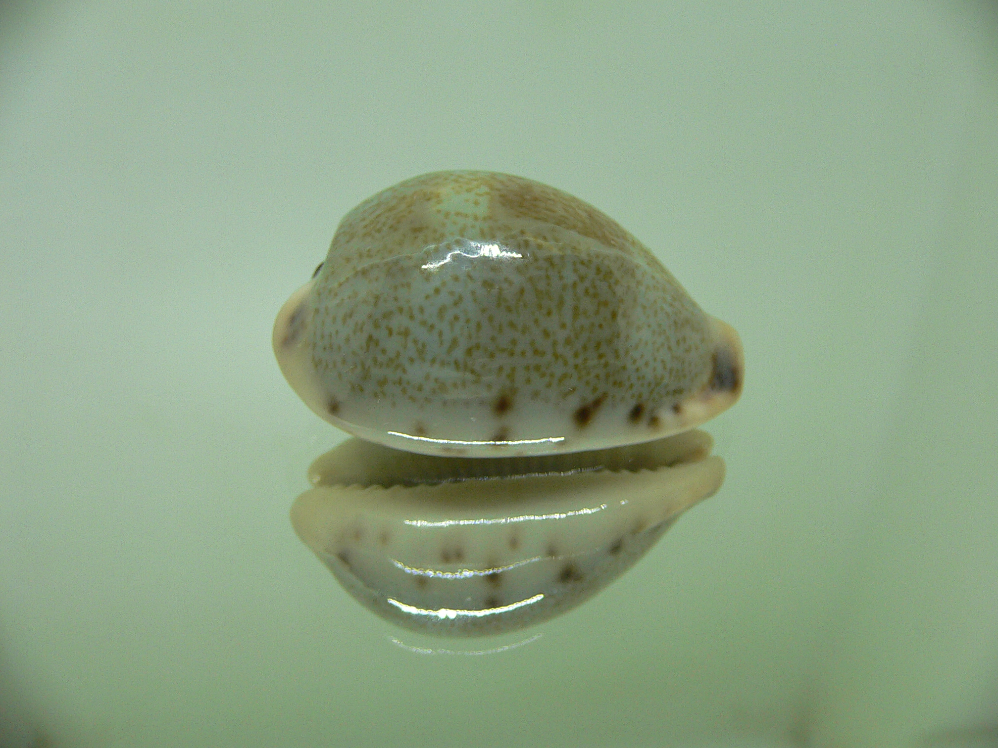 Cypraea xanthodon LARGE