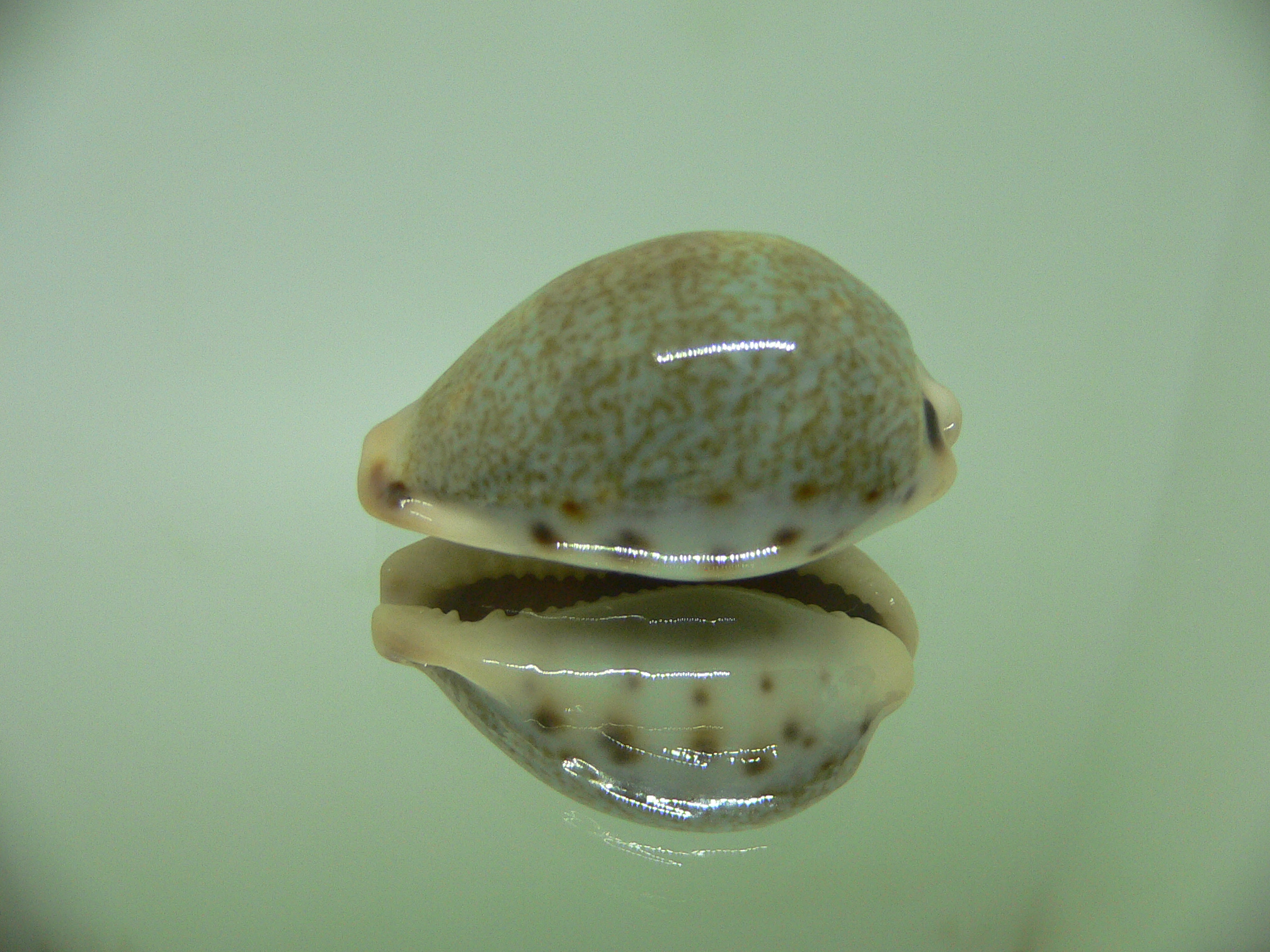 Cypraea xanthodon LARGE