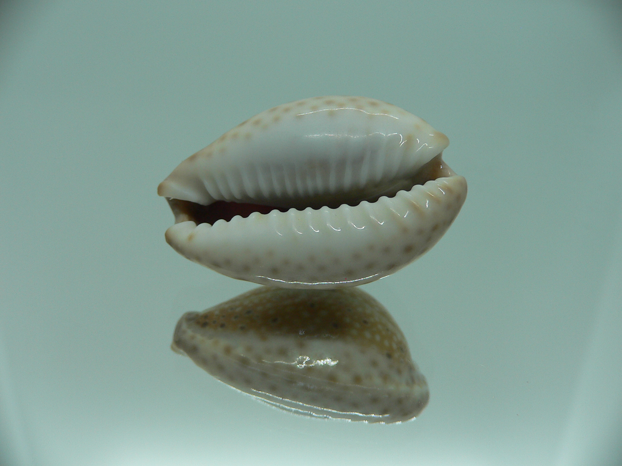Cypraea ocellata IDEAL